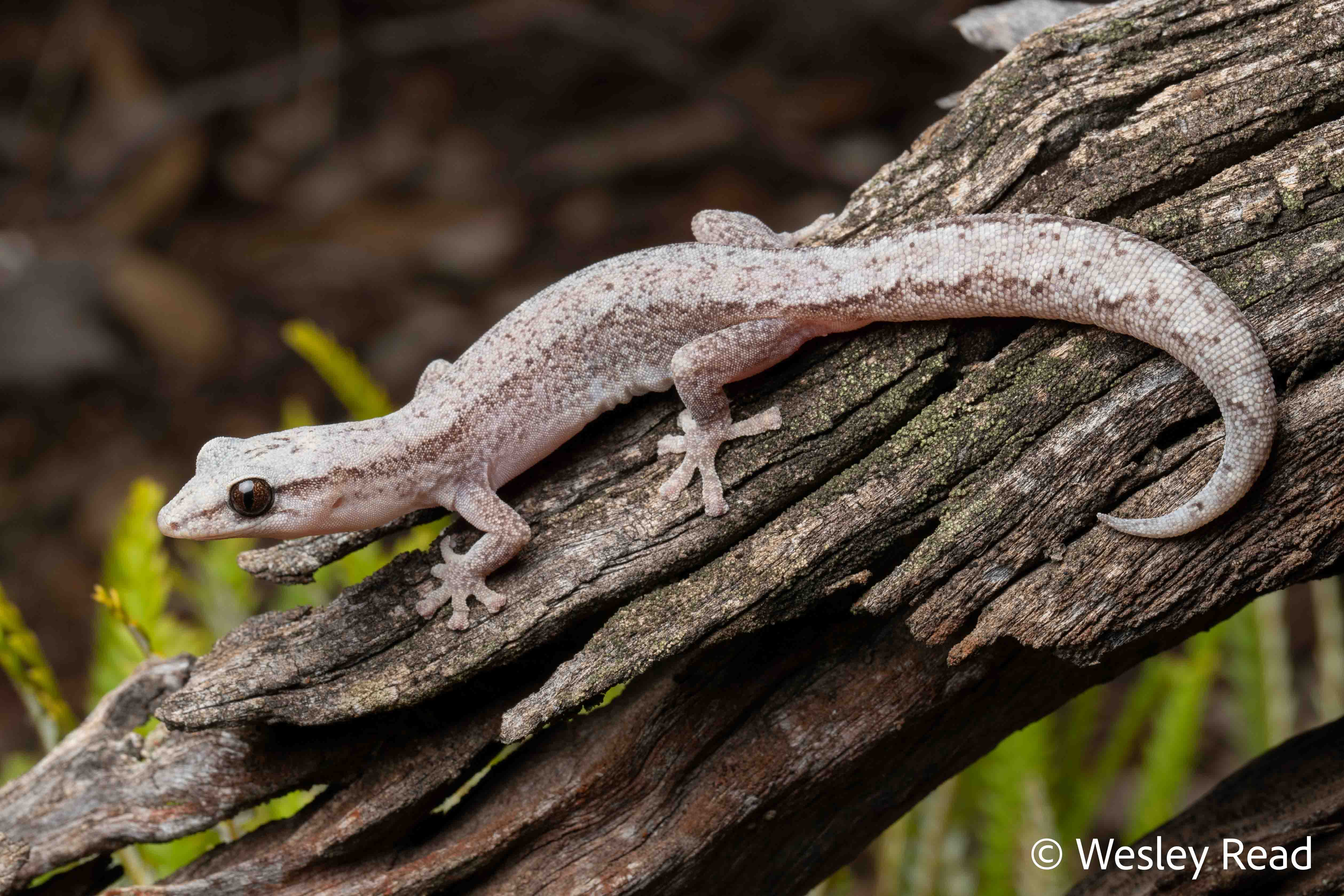 Hesperoedura reticulata