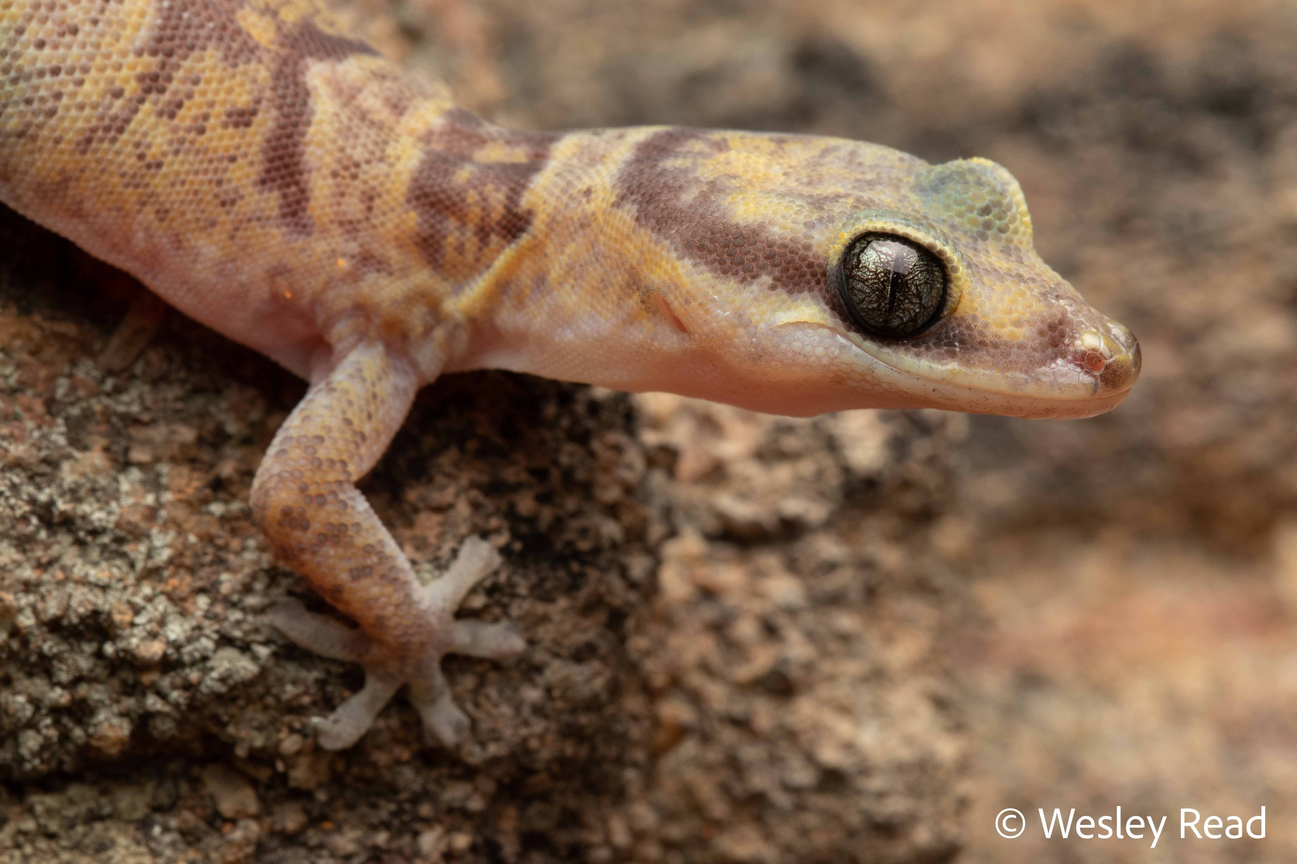 Oedura argentea