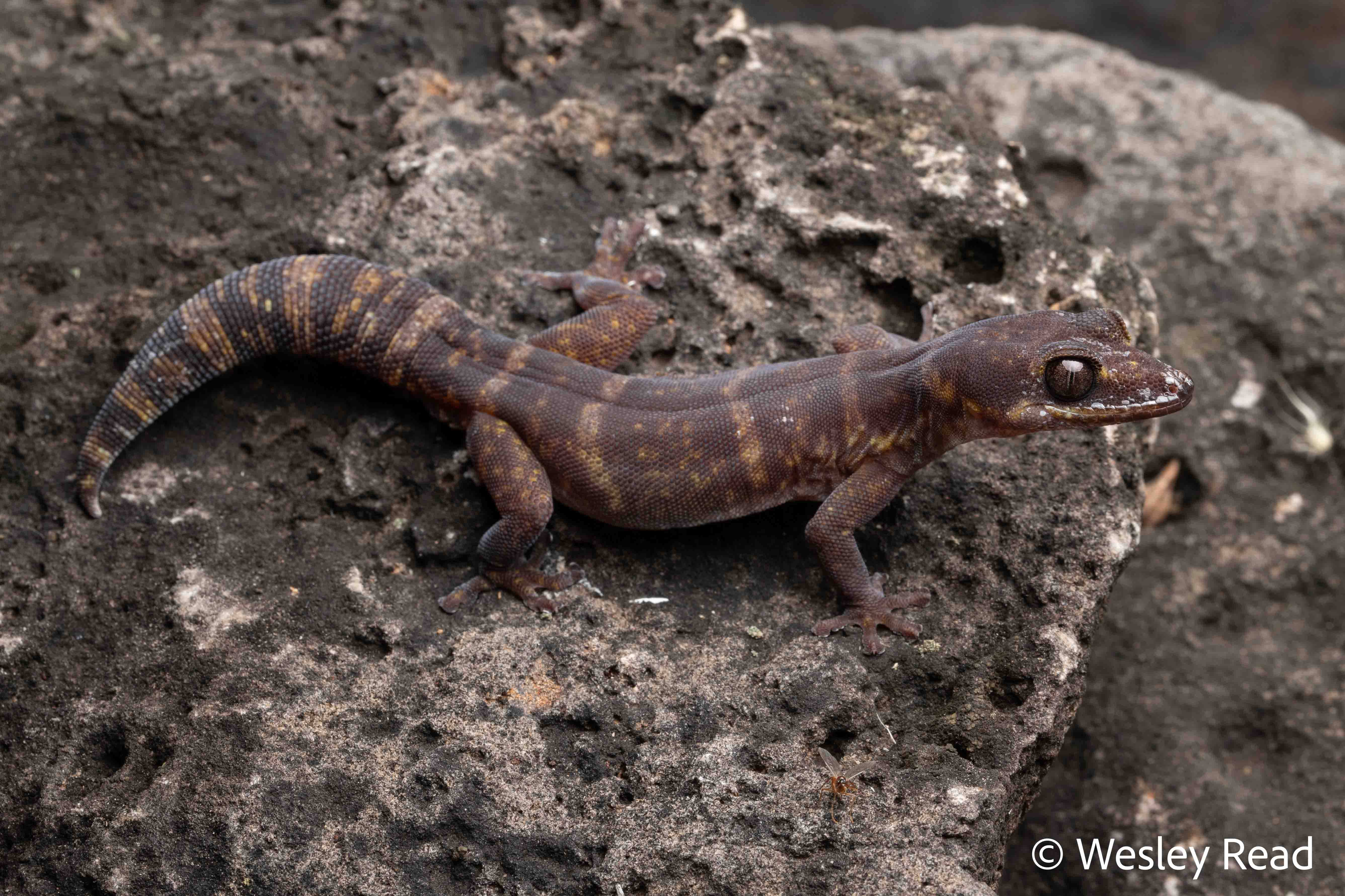 Oedura atra