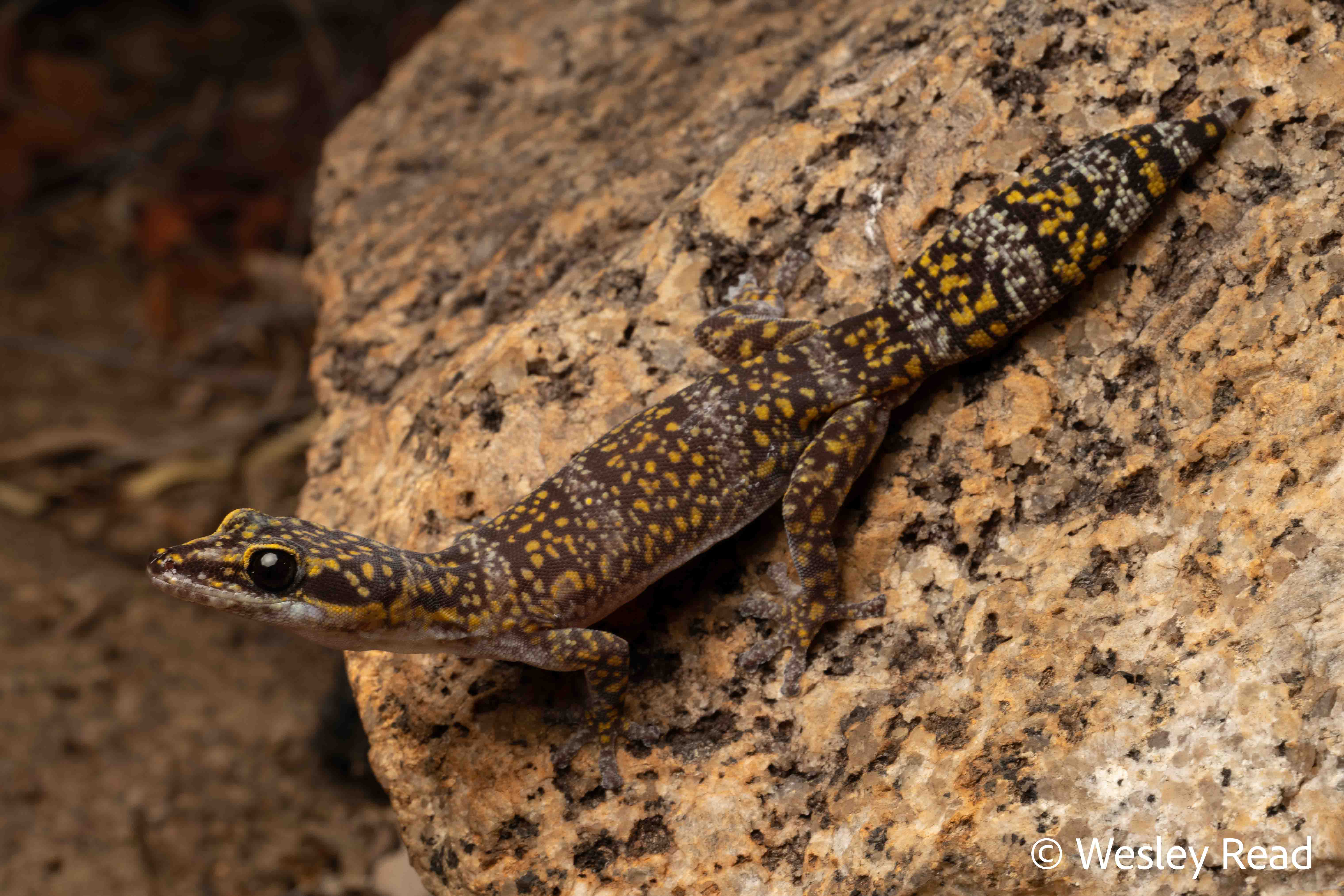 Oedura marmorata
