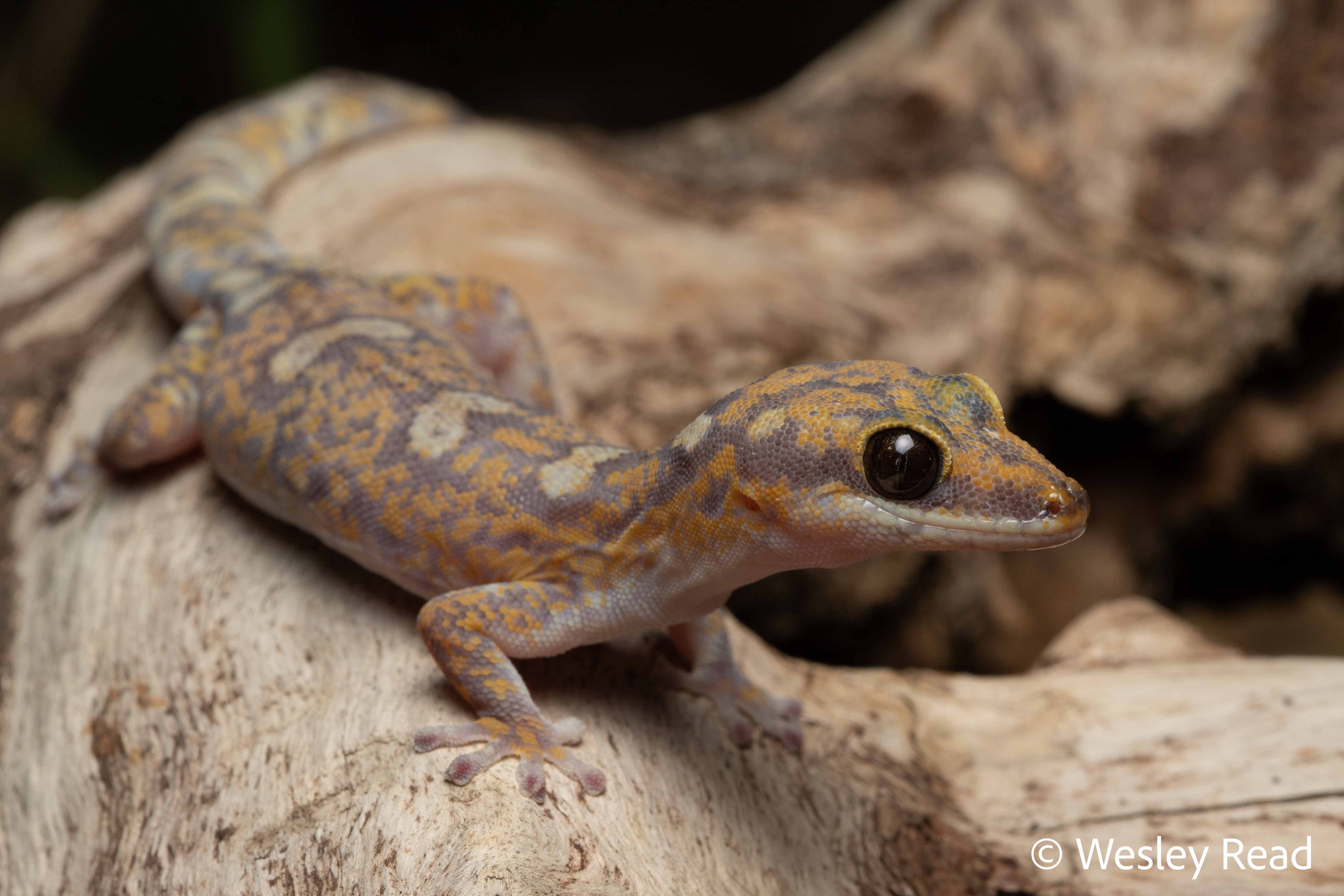 Oedura monilis