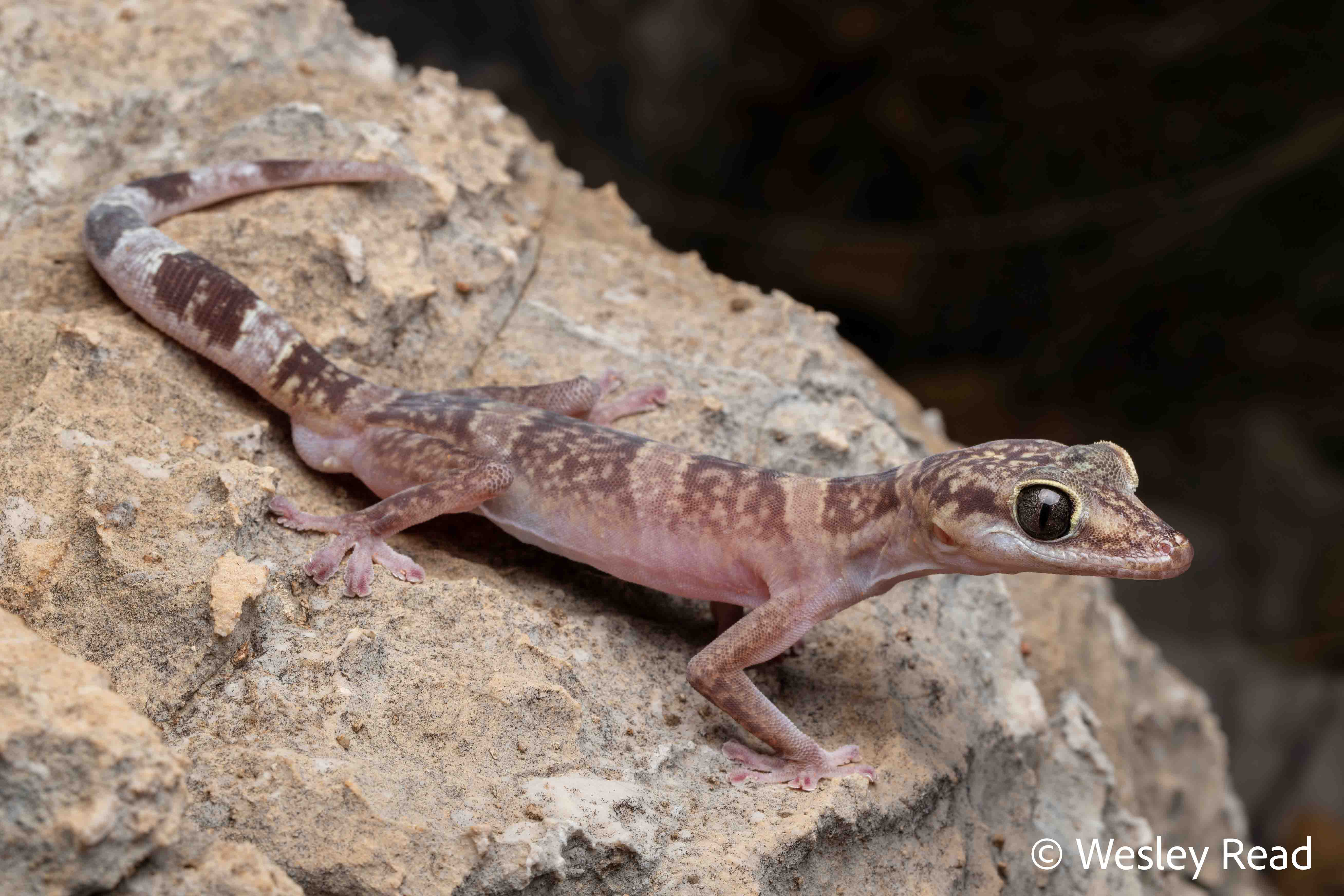 Oedura murrumanu