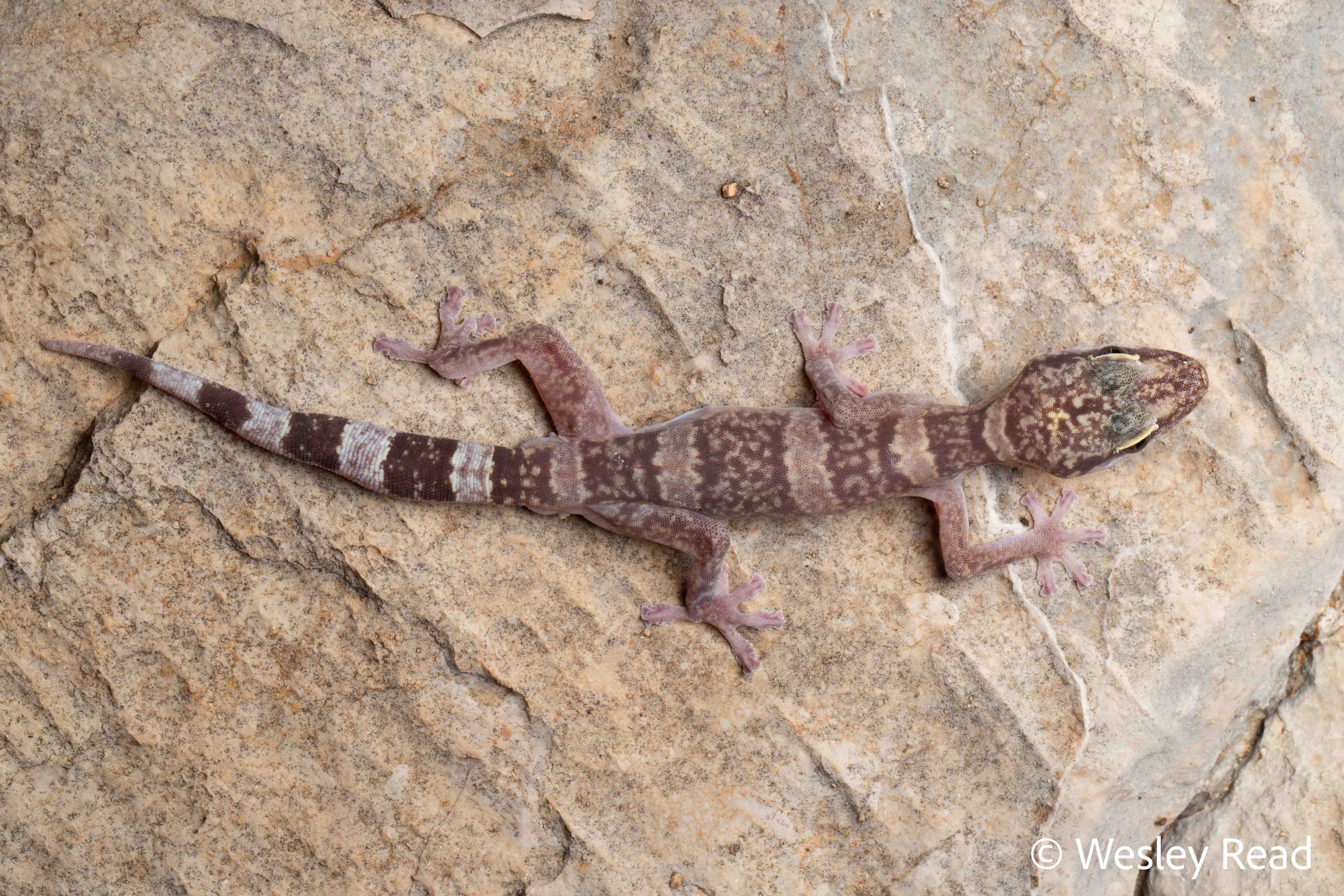 Oedura murrumanu
