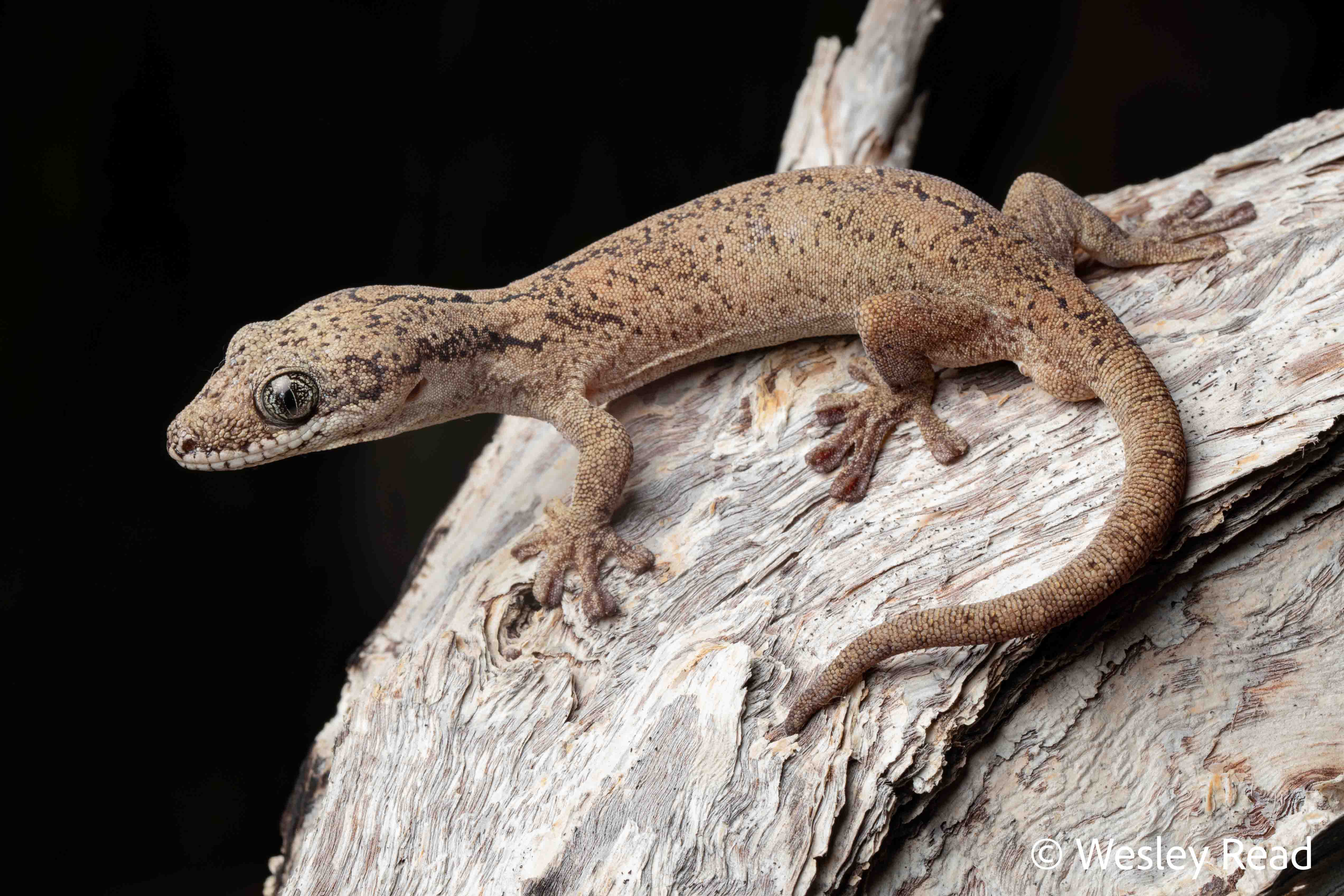 Pseudothecadactylus australis