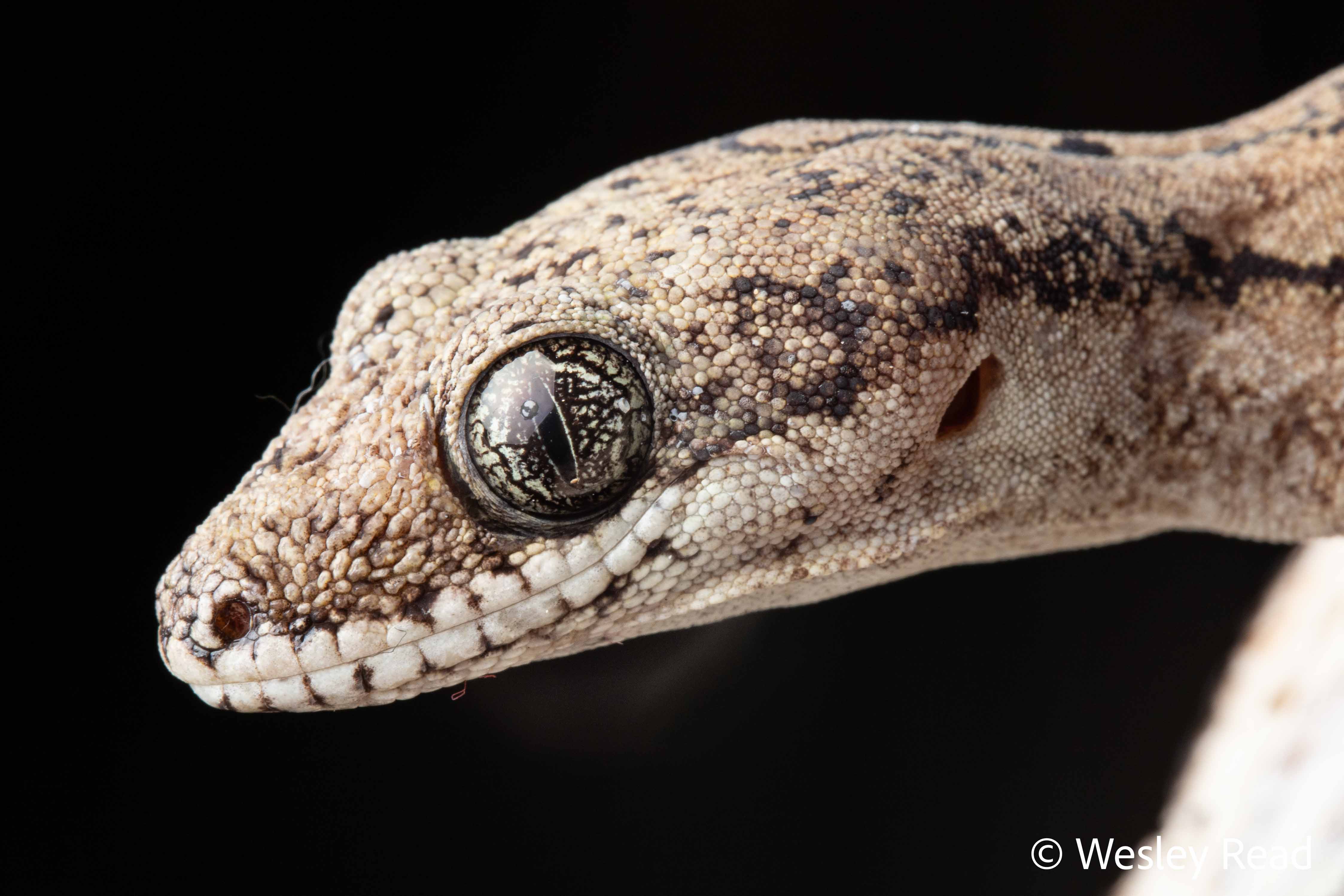 Pseudothecadactylus australis