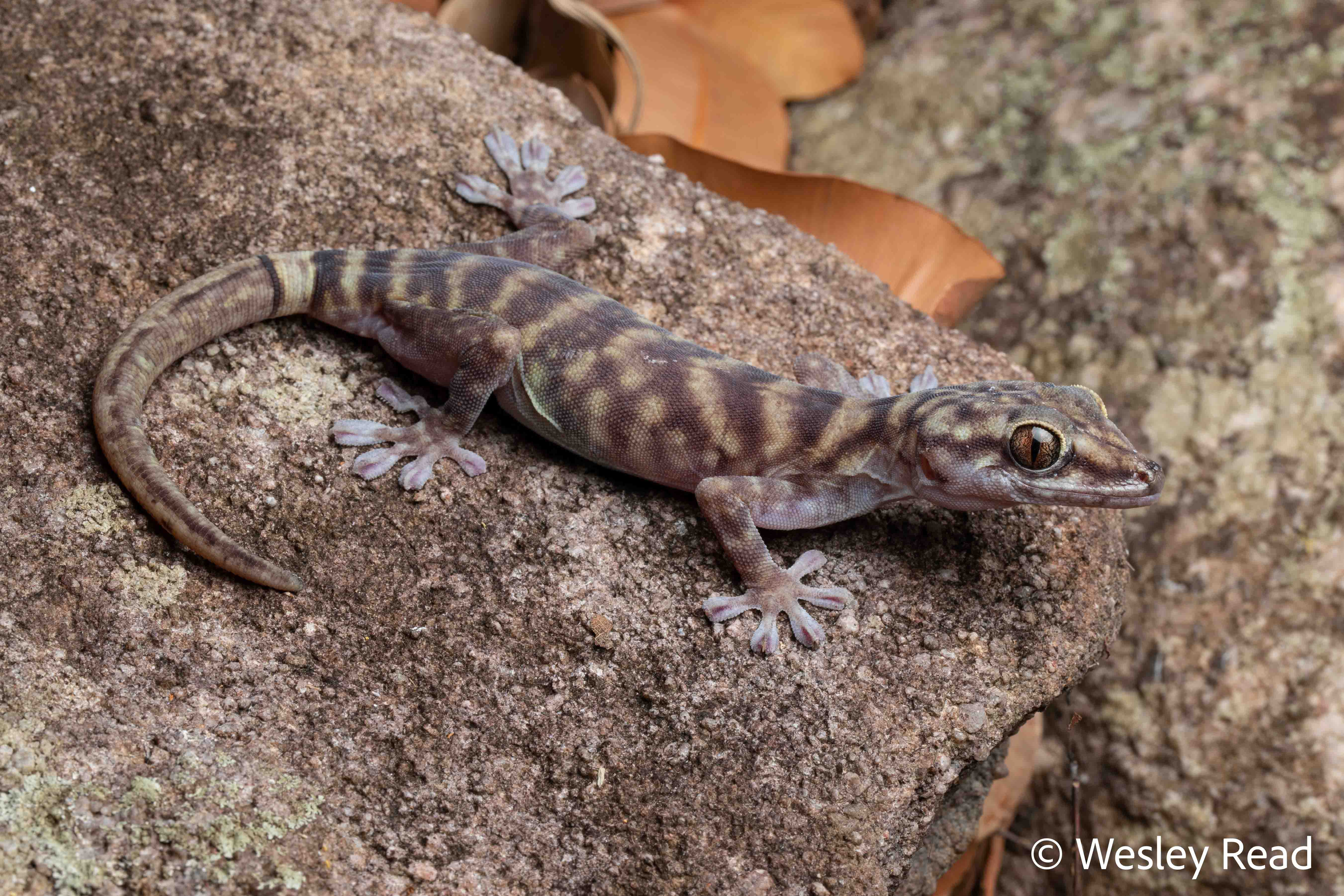 Pseudothecadactylus lindneri