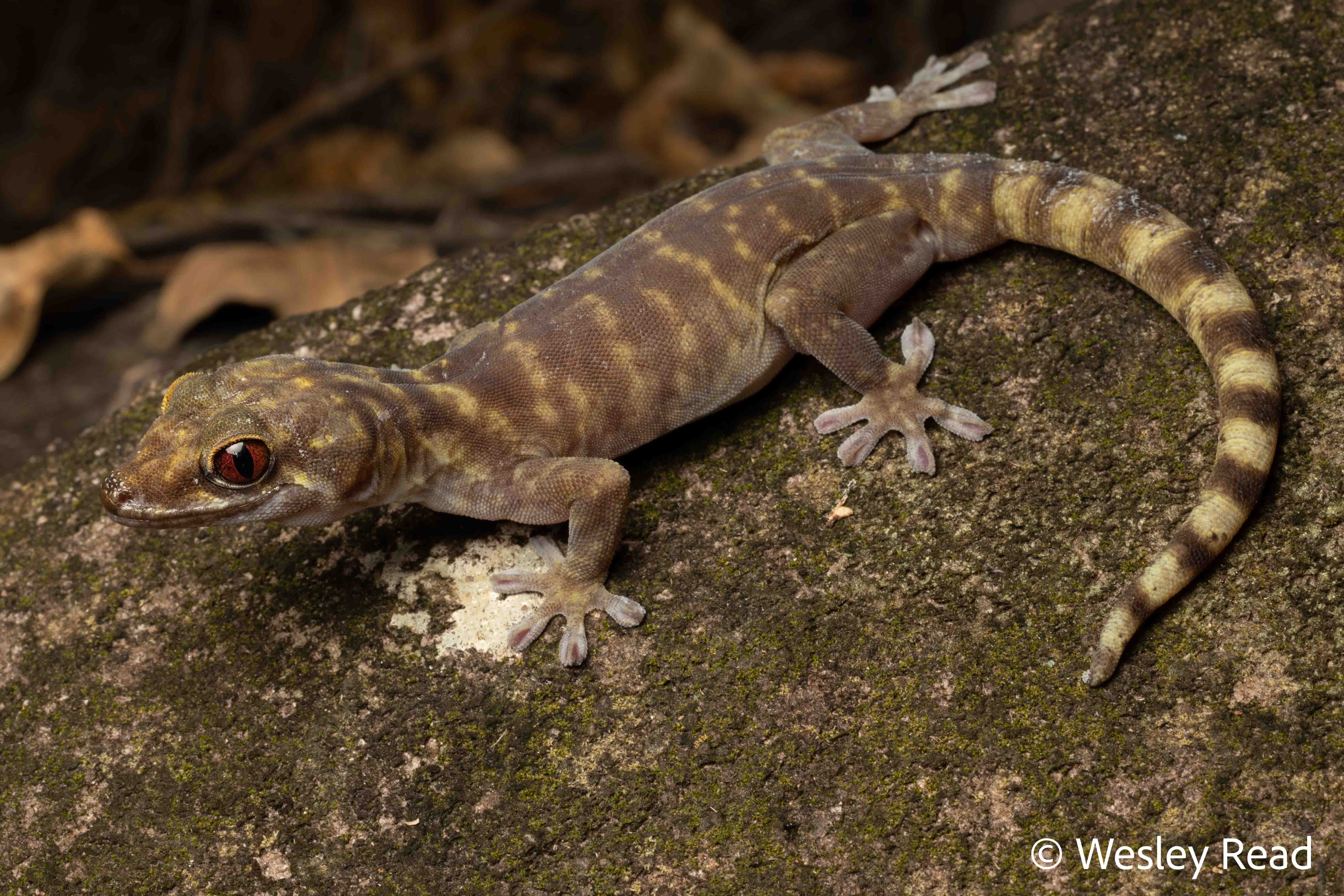 Pseudothecadactylus lindneri