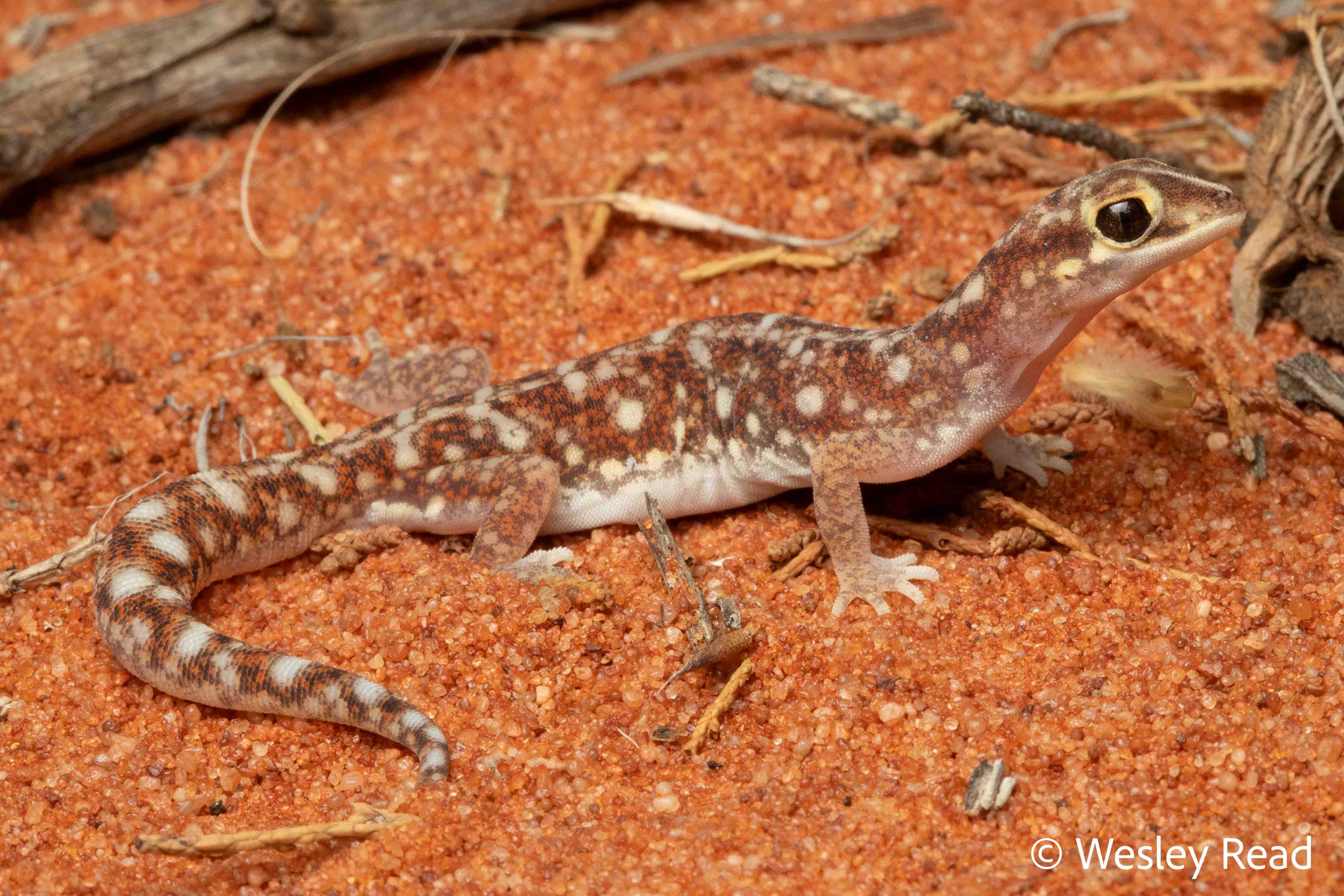 Rhynchoedura eyrensis