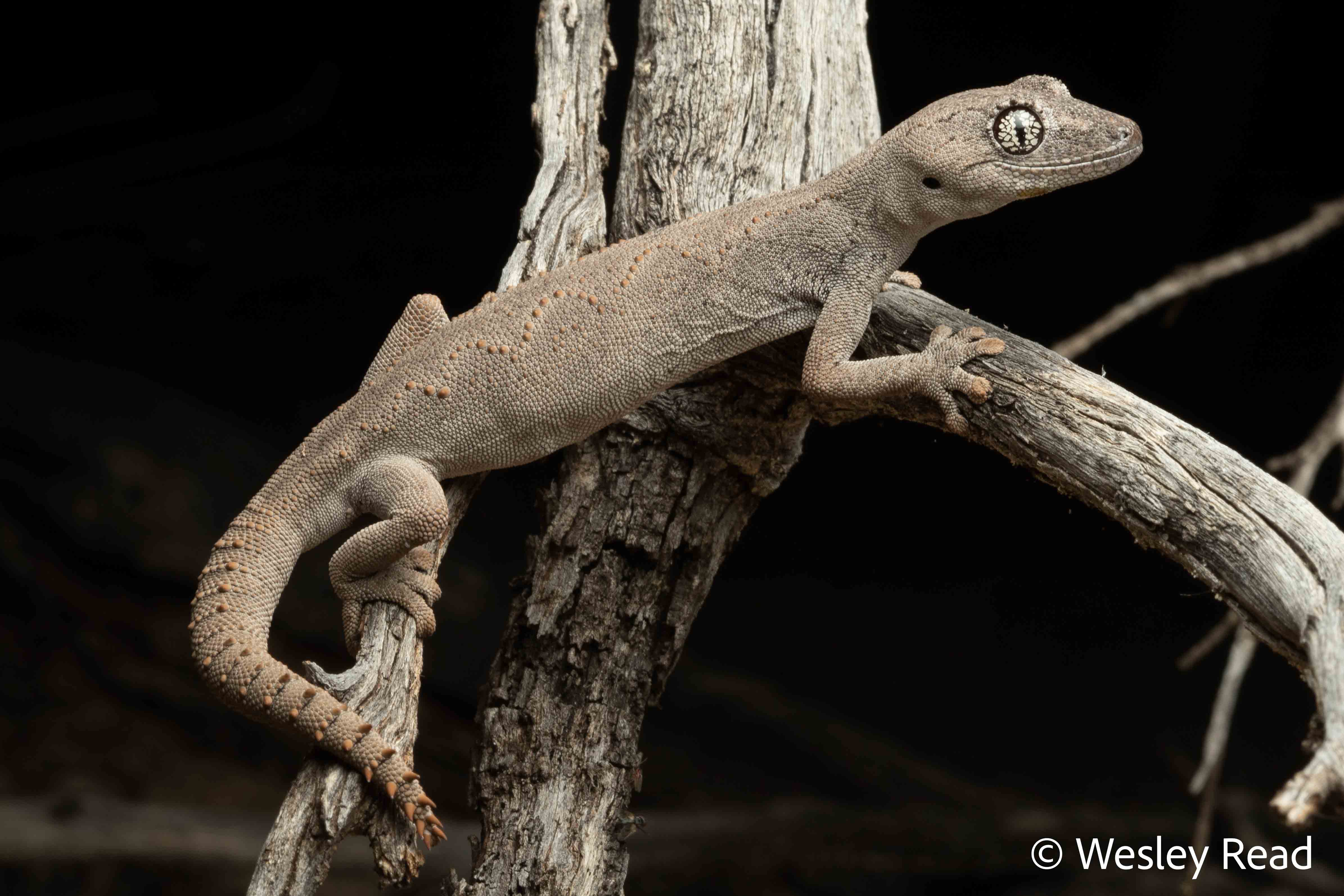 Strophurus assimilis