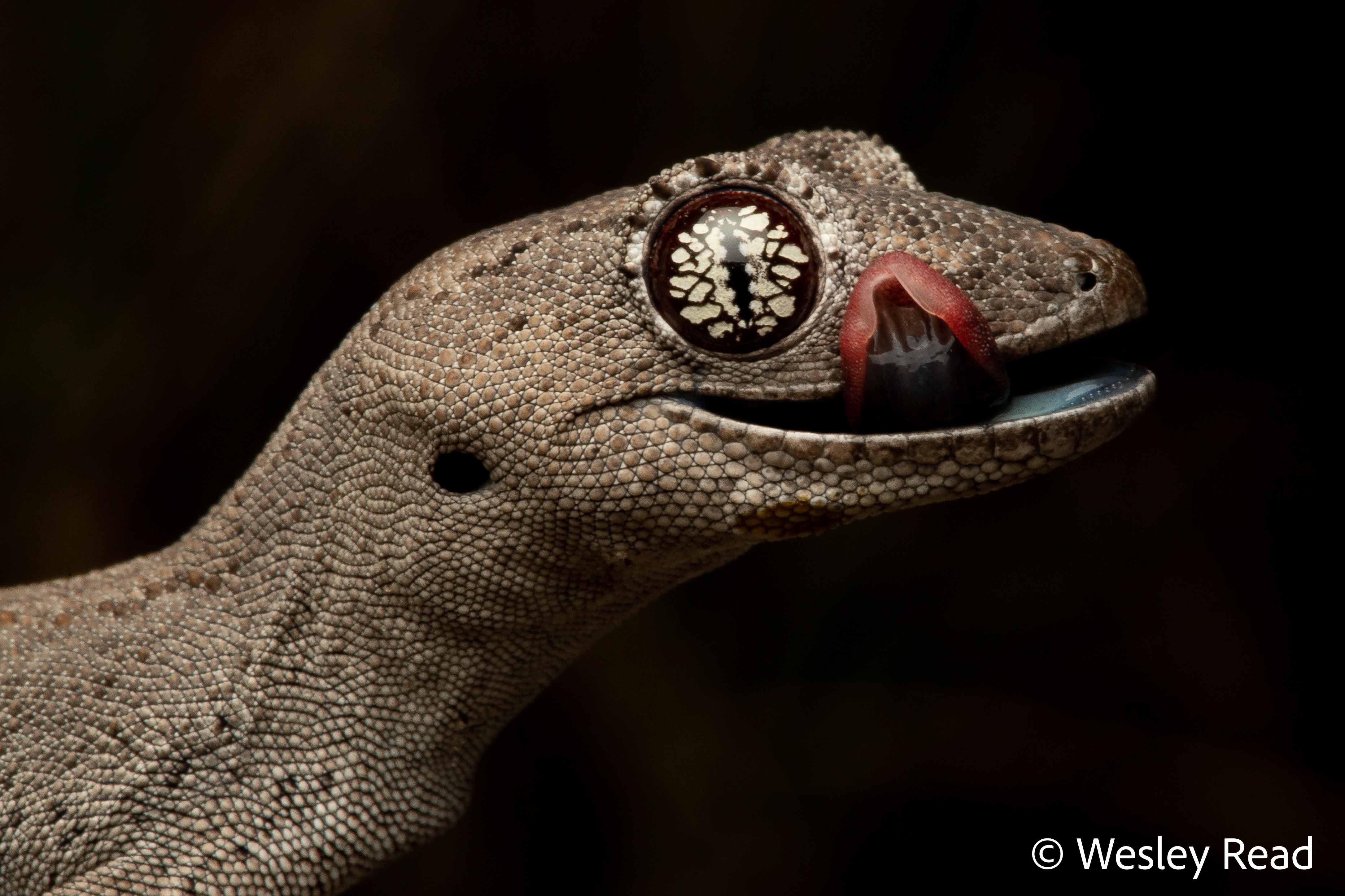 Strophurus assimilis