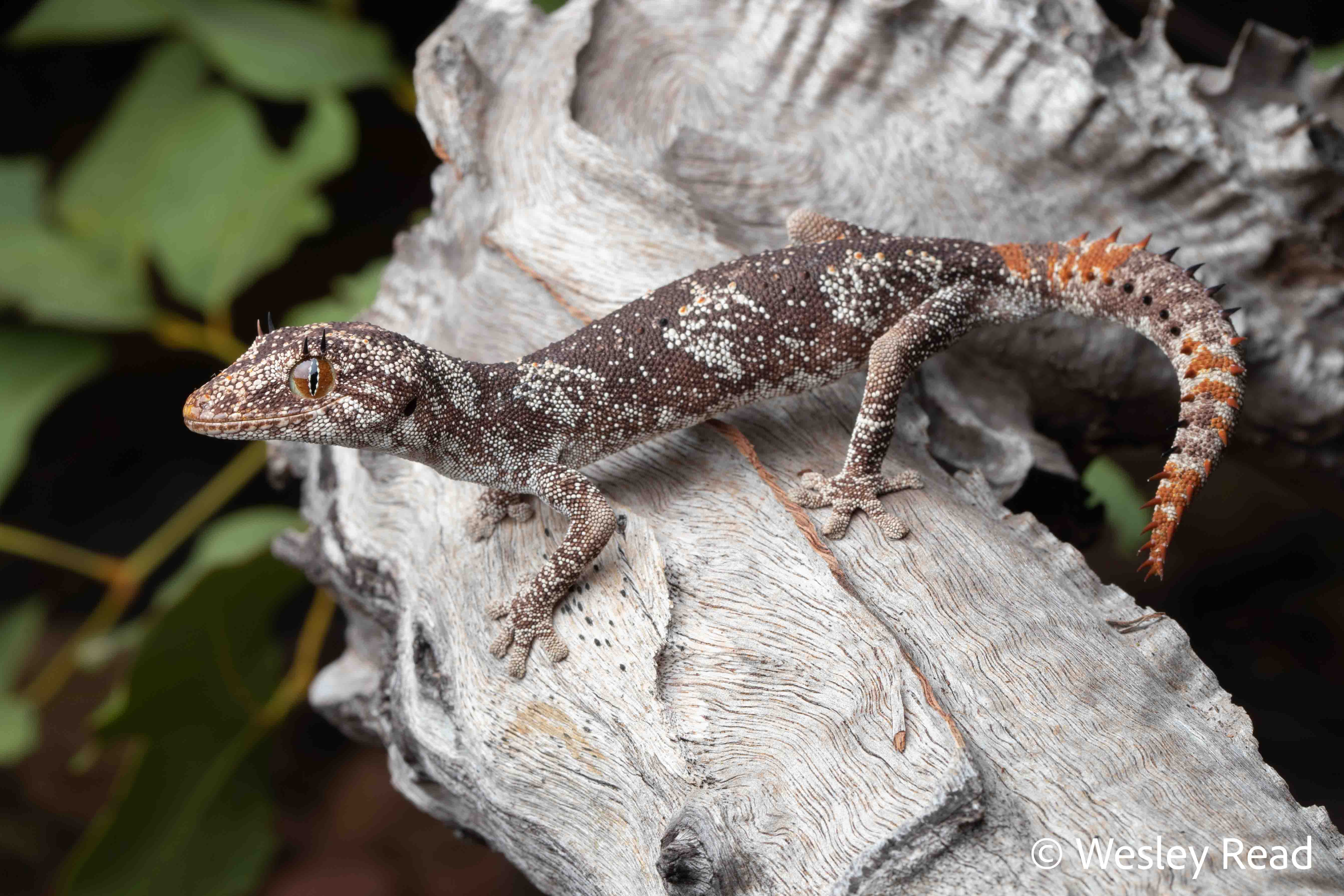 Strophurus ciliaris