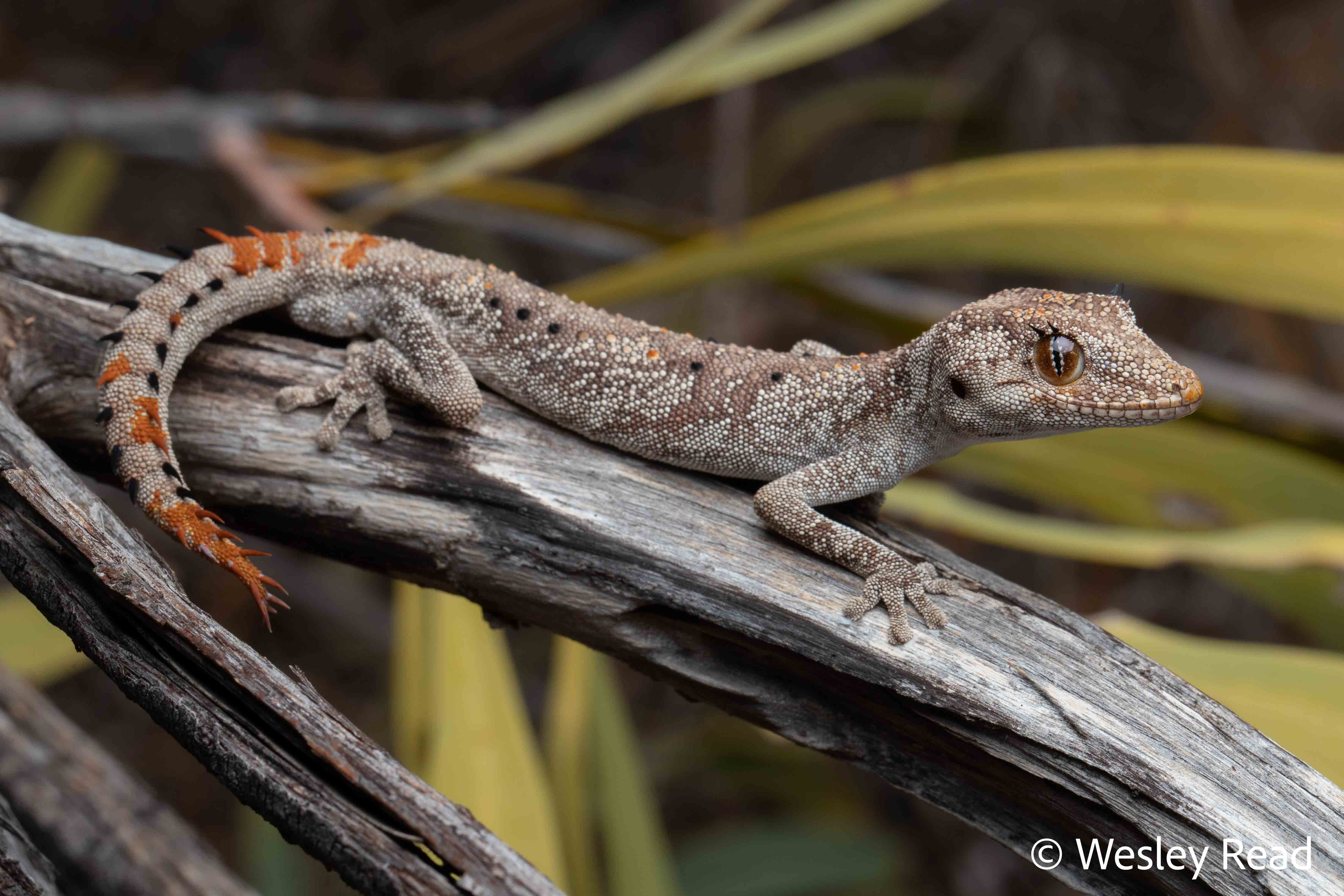 Strophurus ciliaris