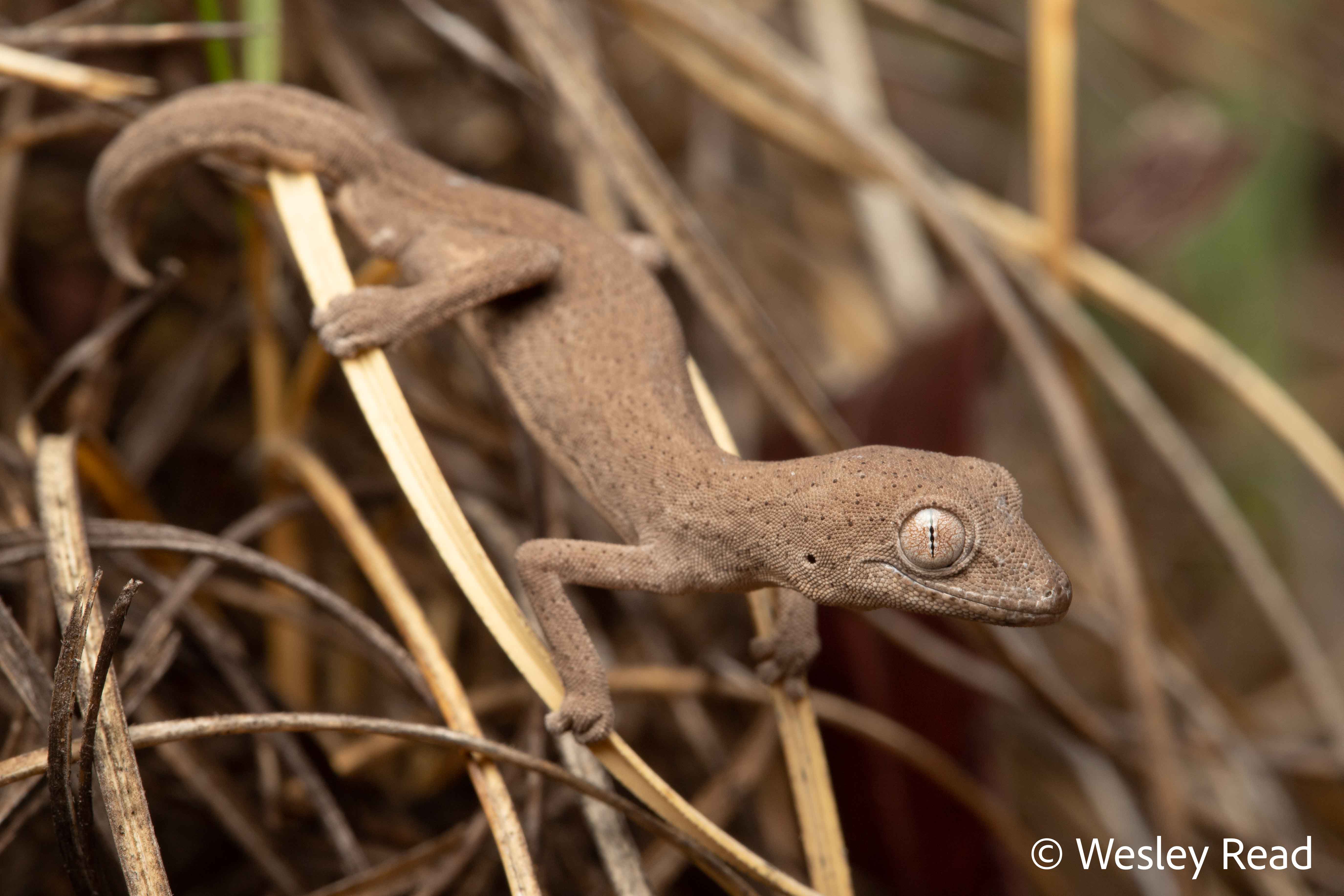 Strophurus congoo