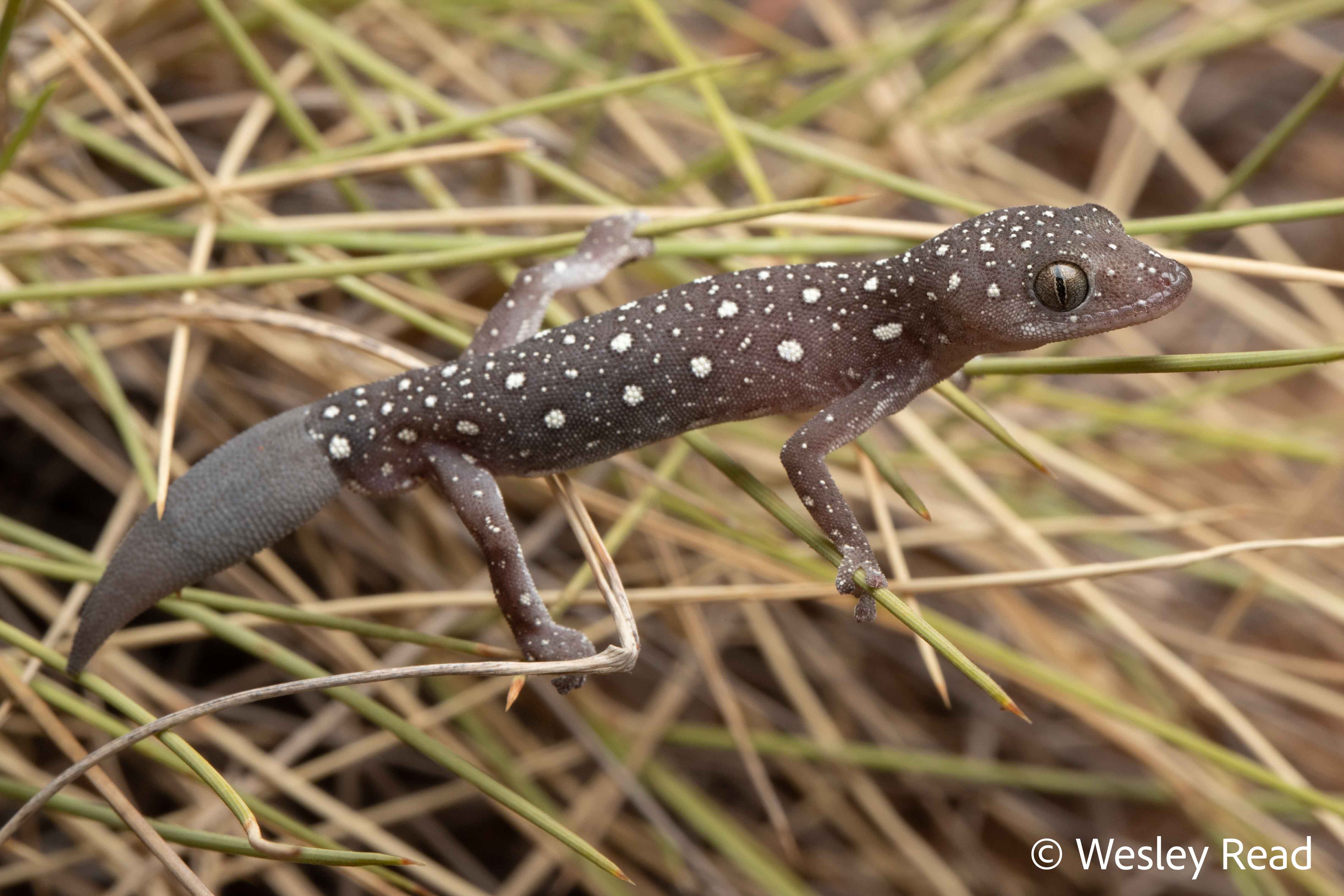 Strophurus elderi