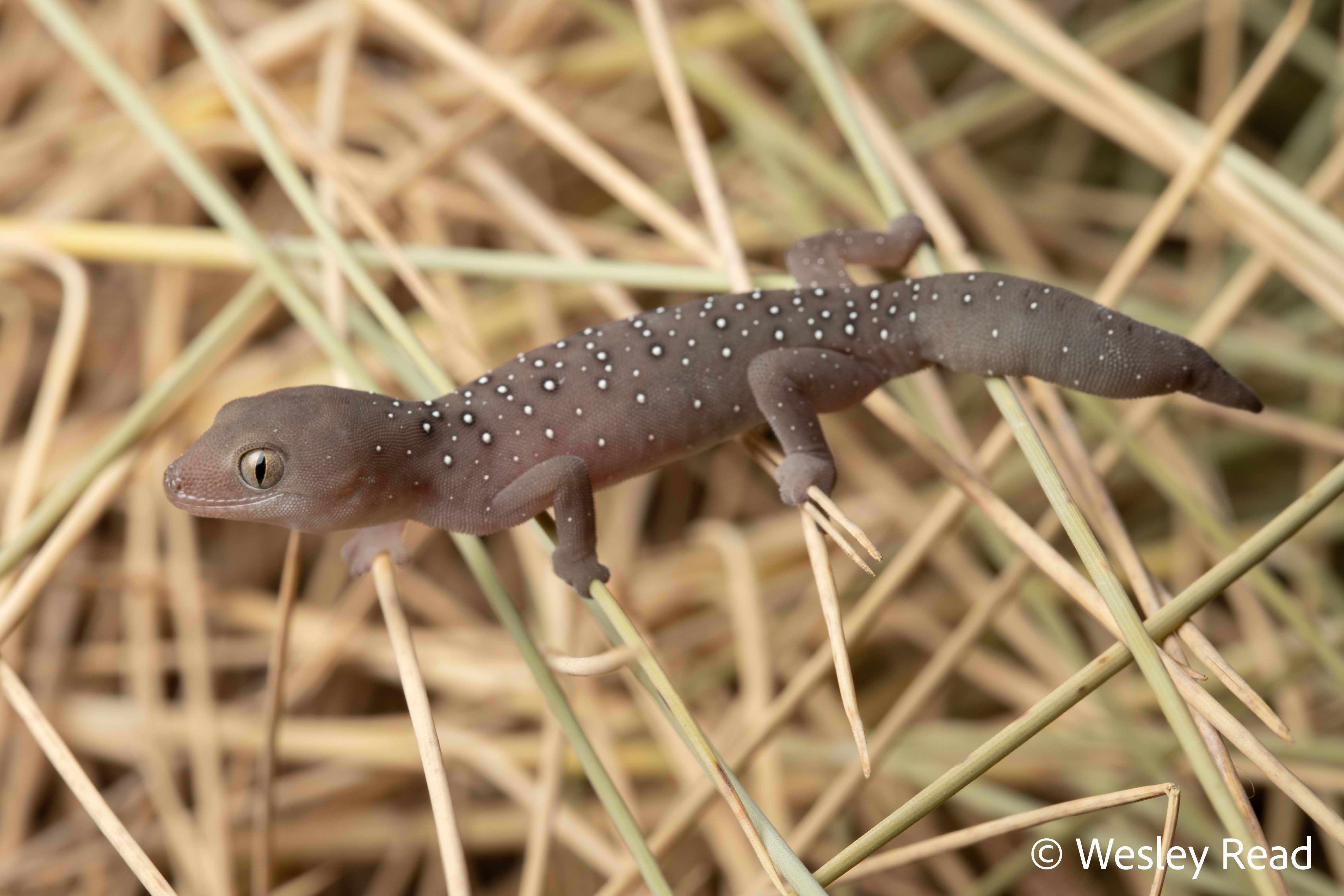 Strophurus elderi