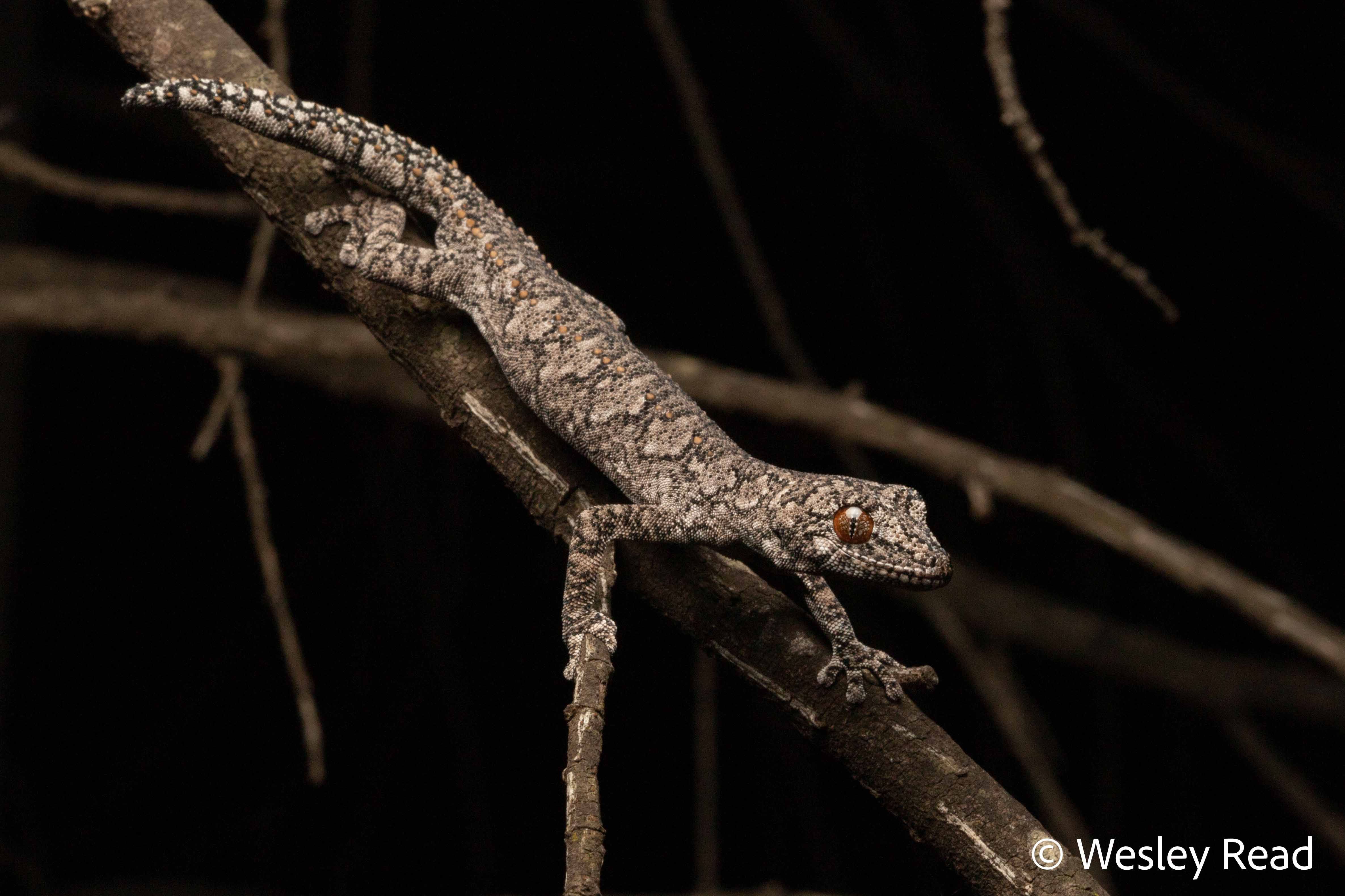 Strophurus intermedius