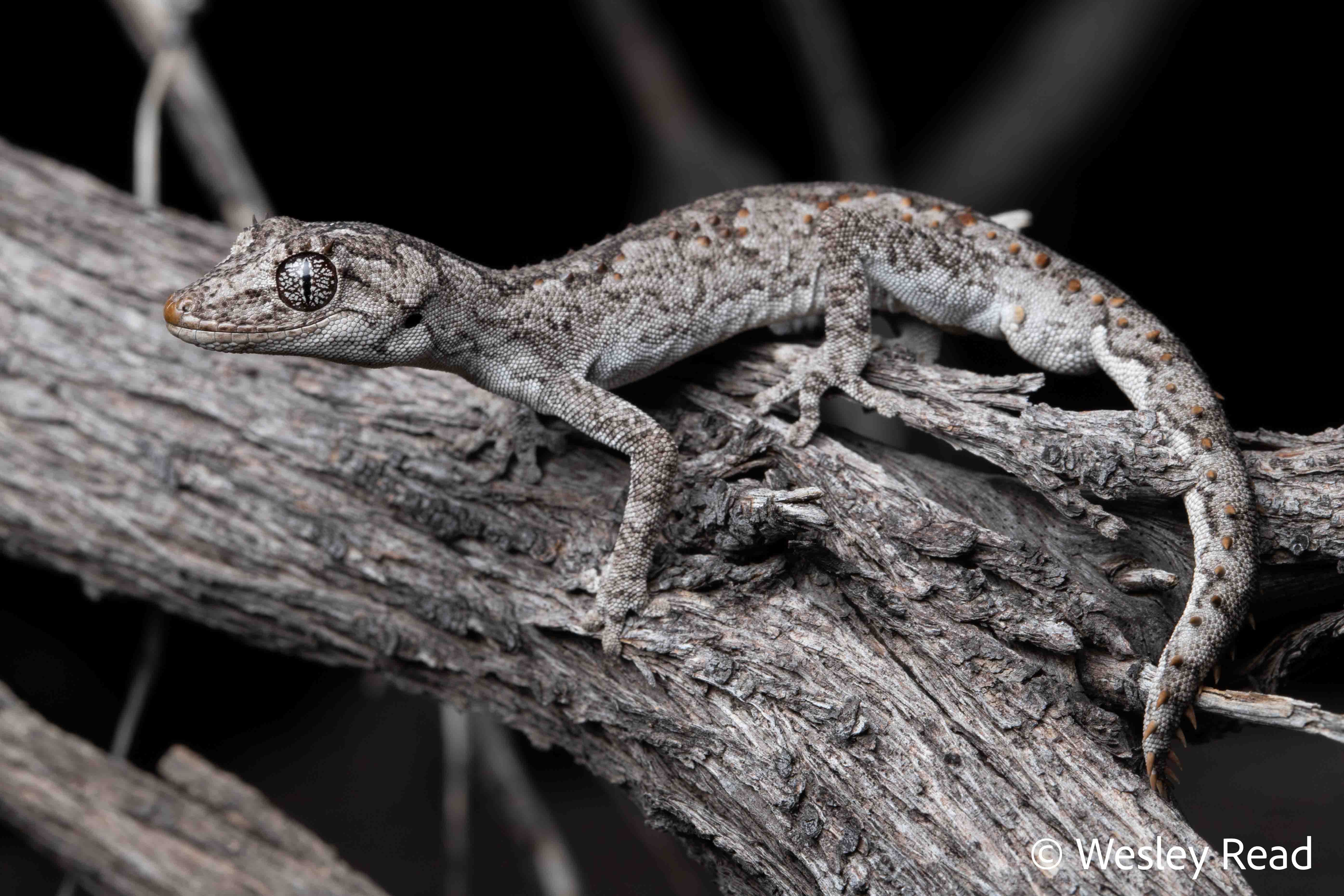 Strophurus krisalys