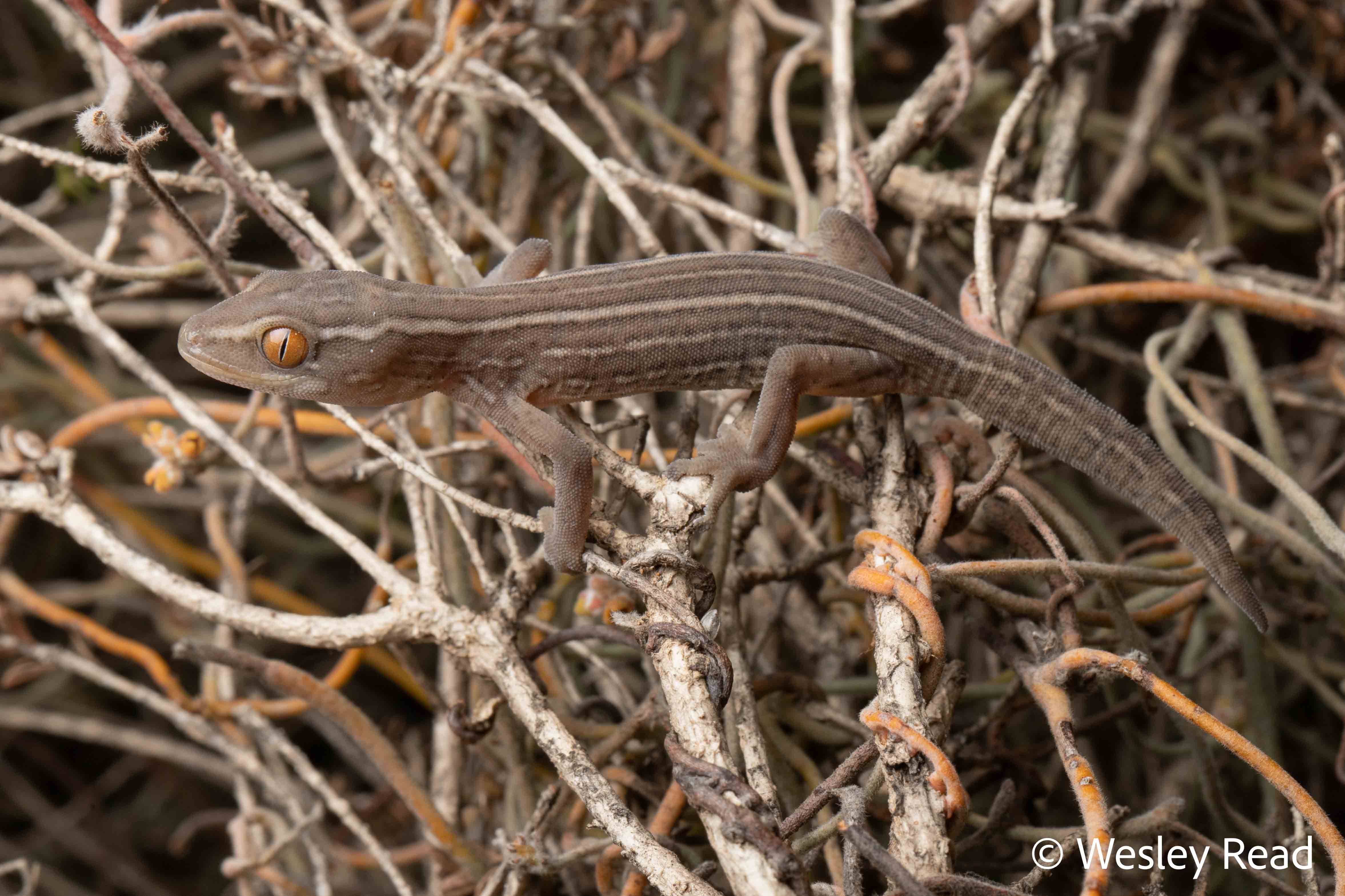 Strophurus michaelseni