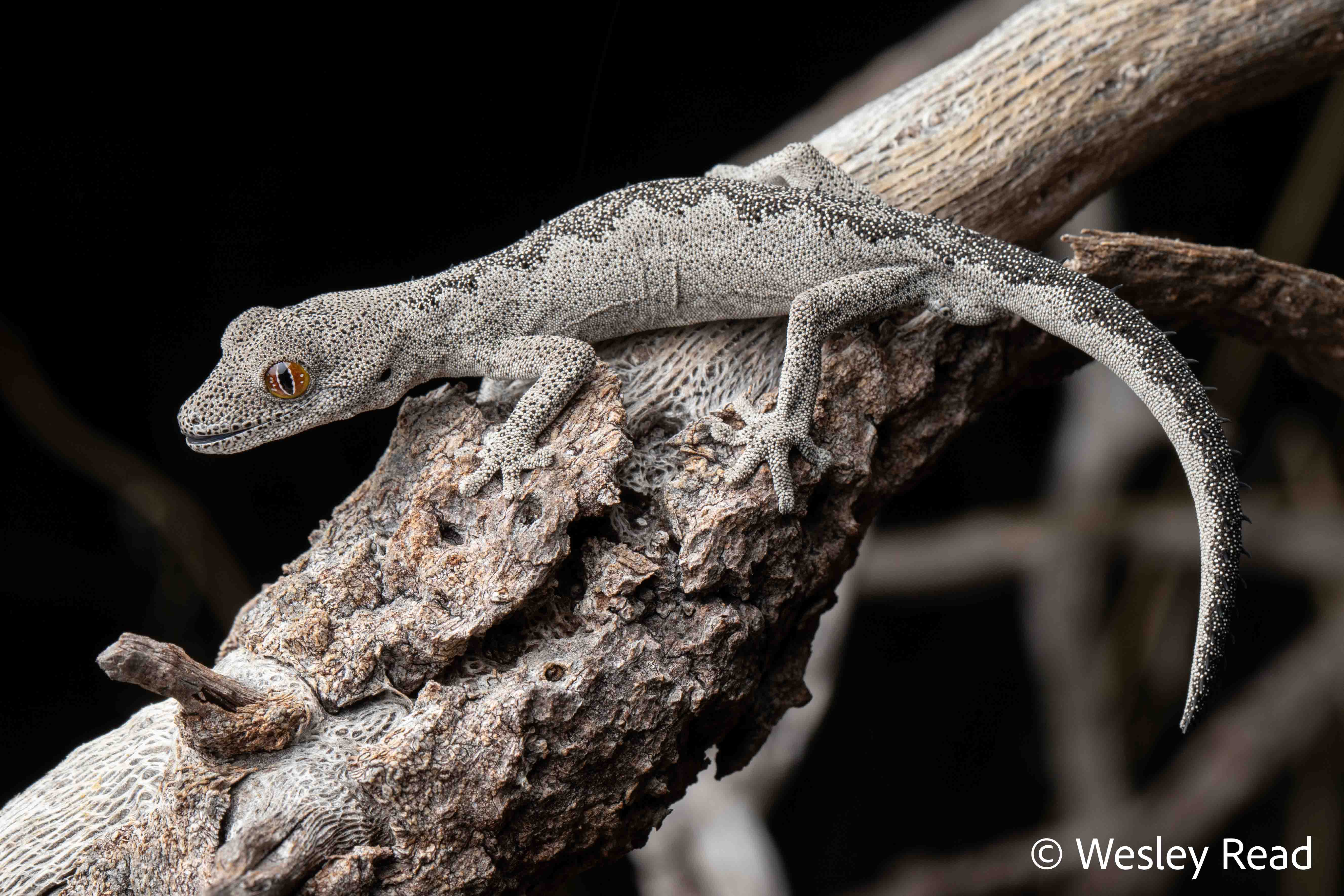 Strophurus spinigerus