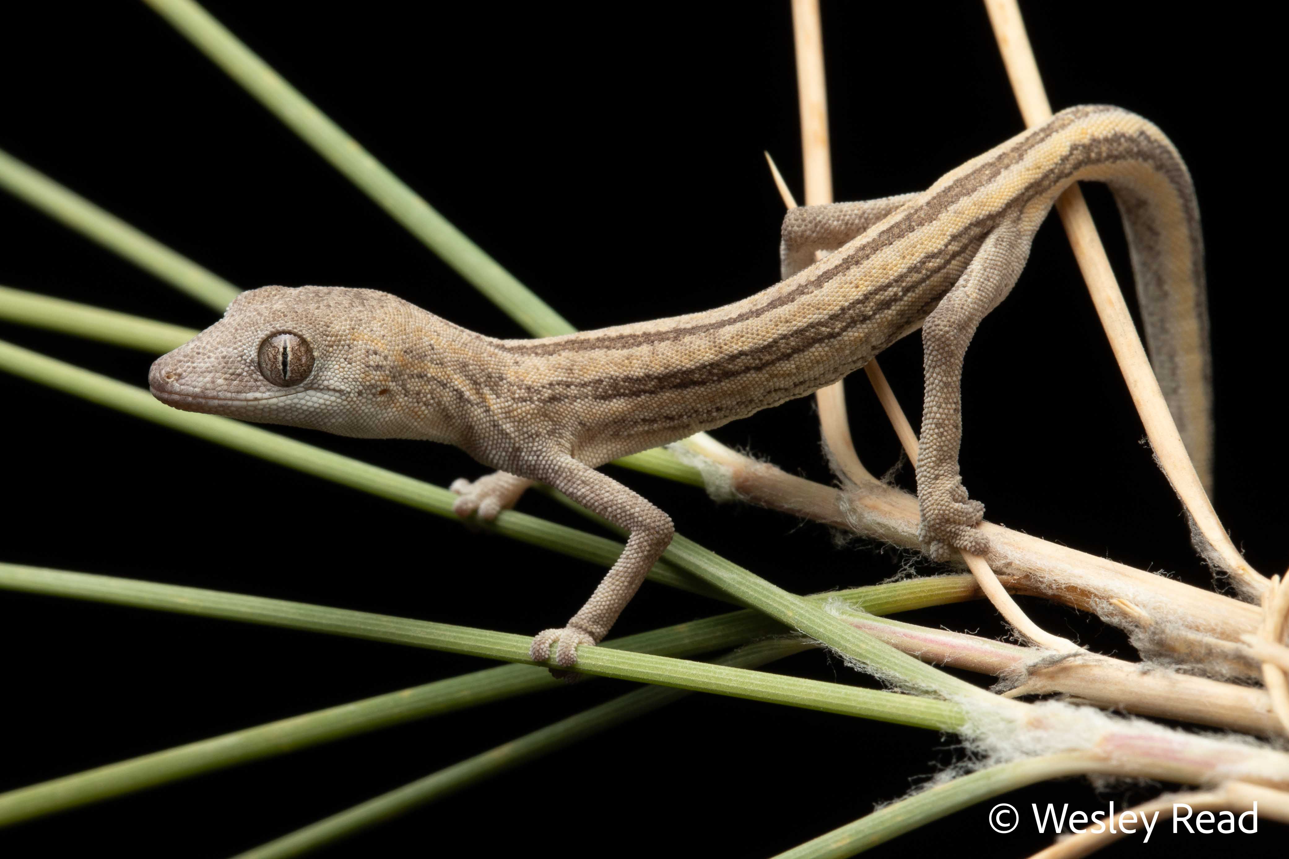 Strophurus taeniatus