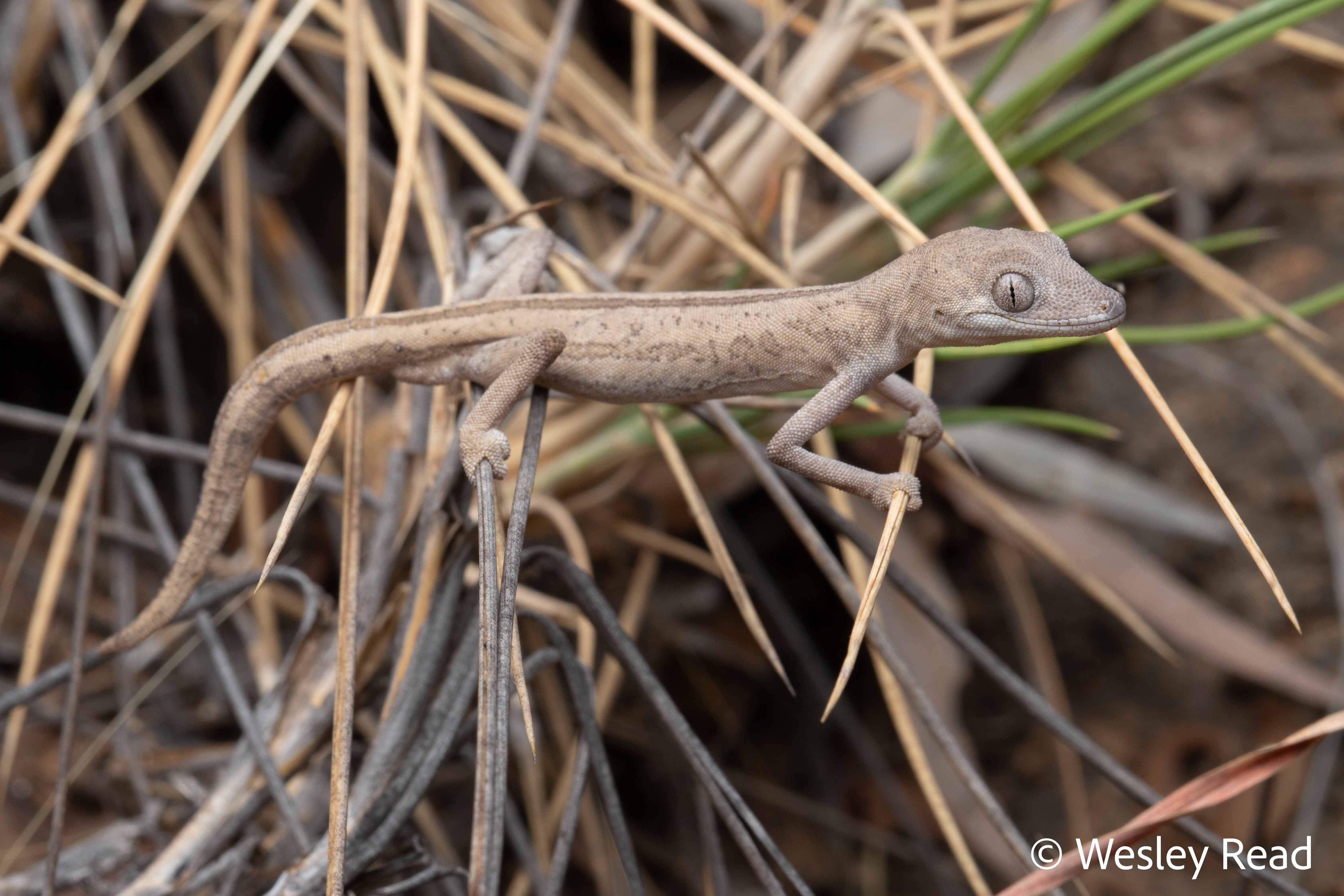 Strophurus taeniatus