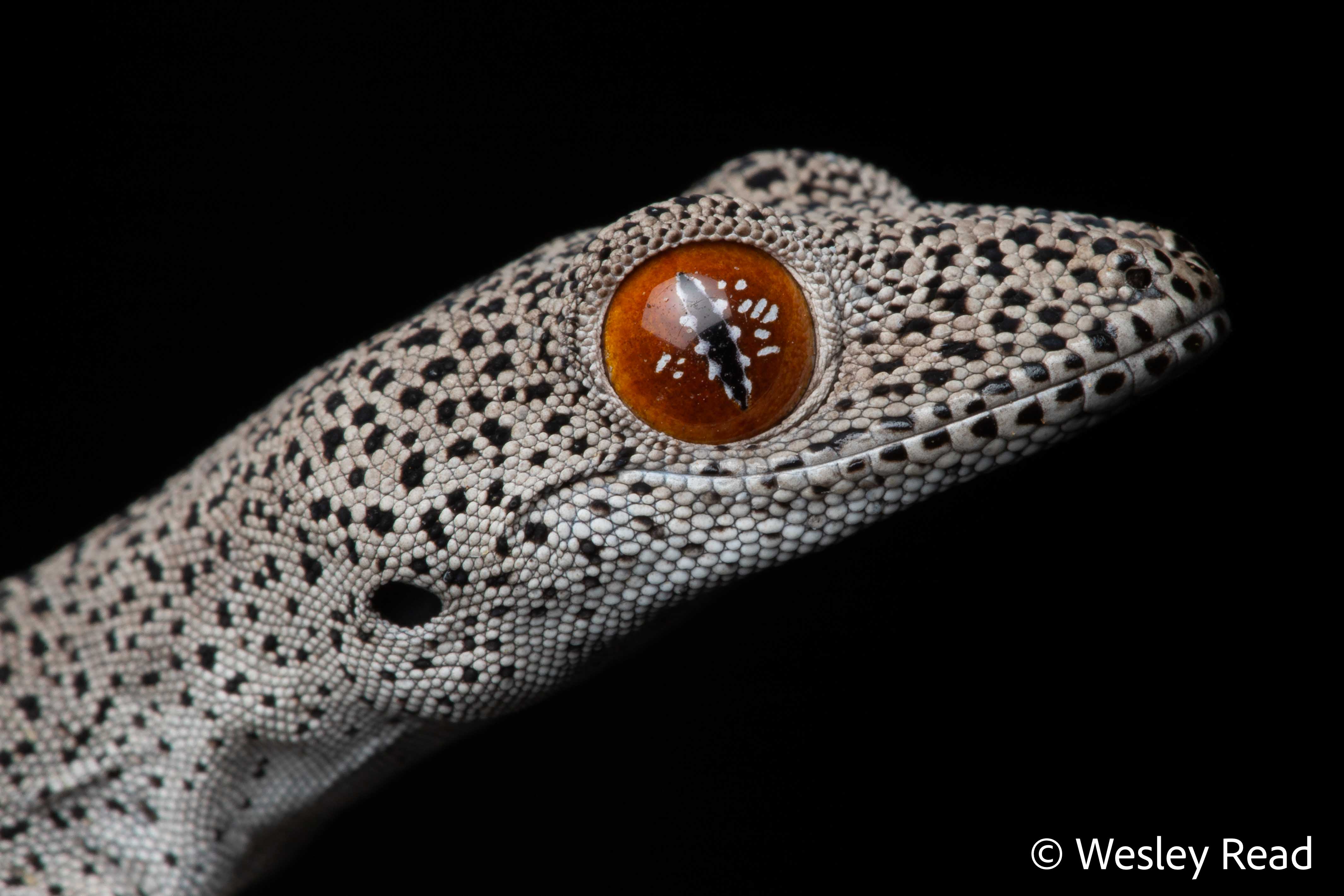 Strophurus taeniacauda