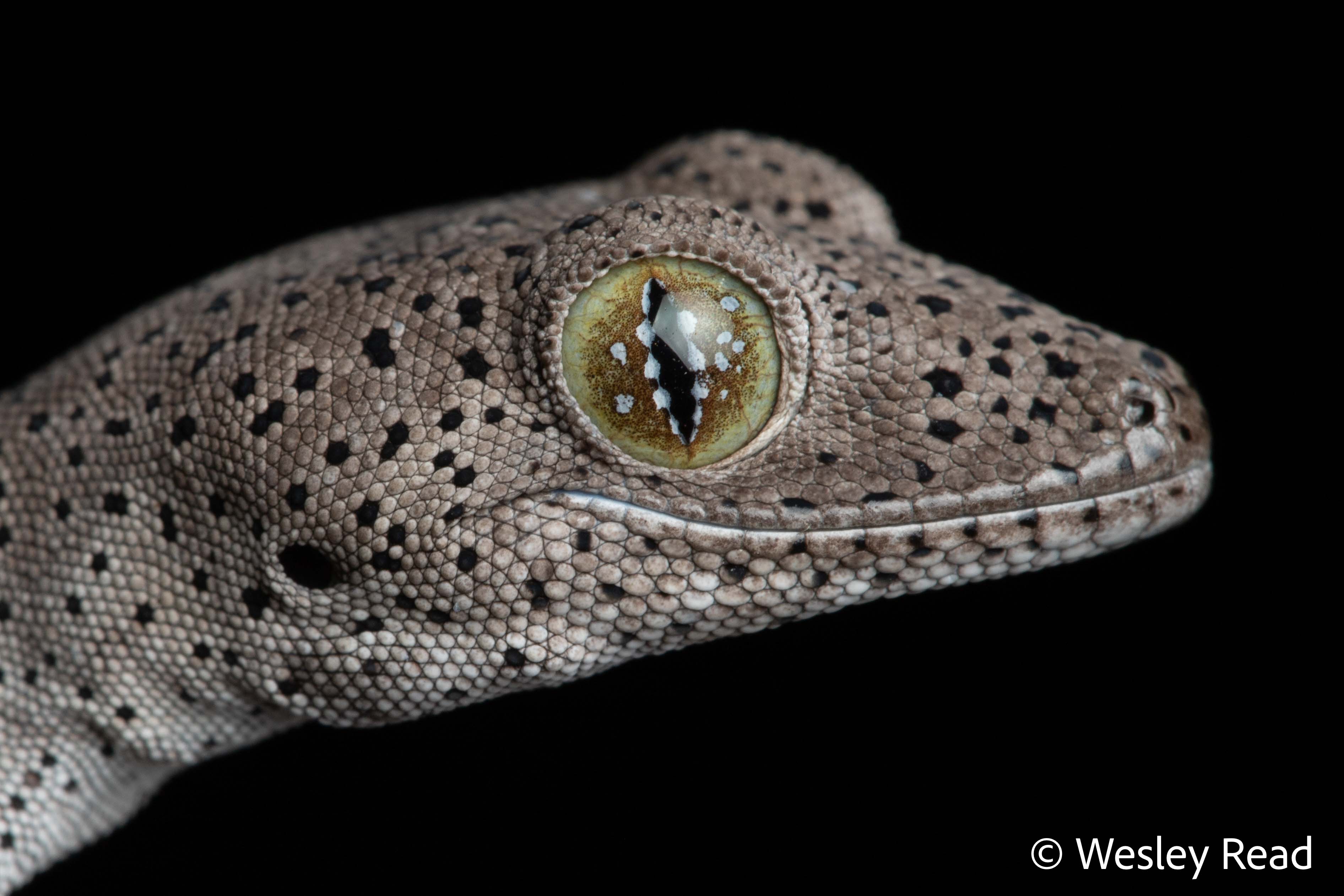 Strophurus taeniacauda