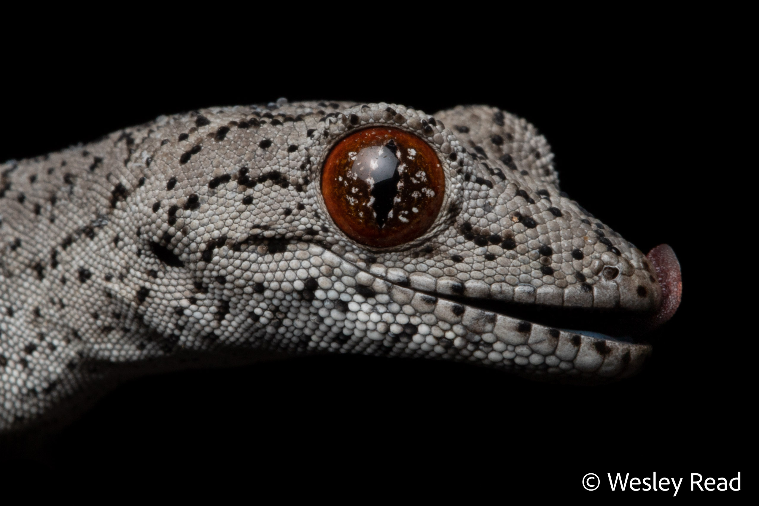 Strophurus williamsi