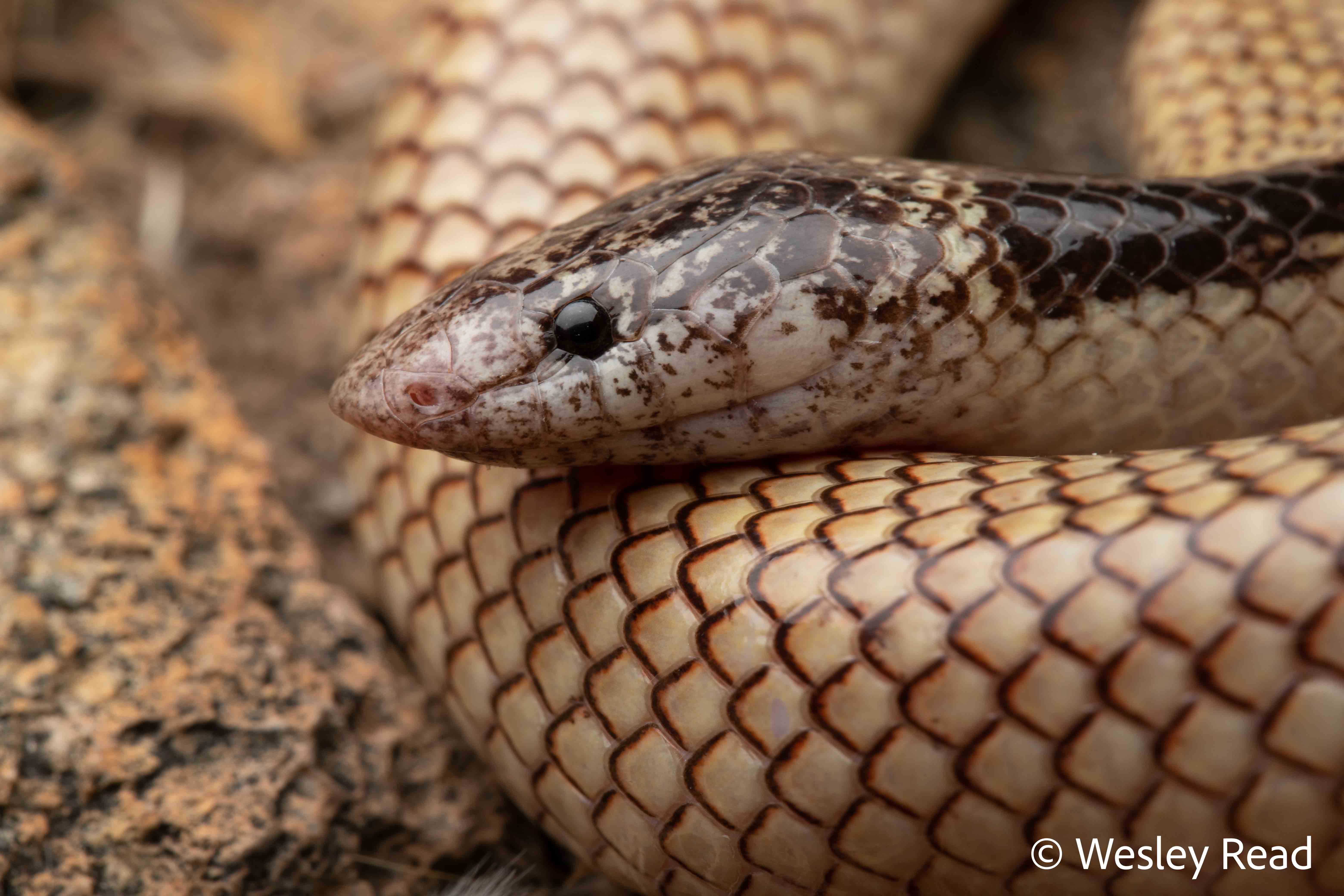 Antaioserpens albiceps