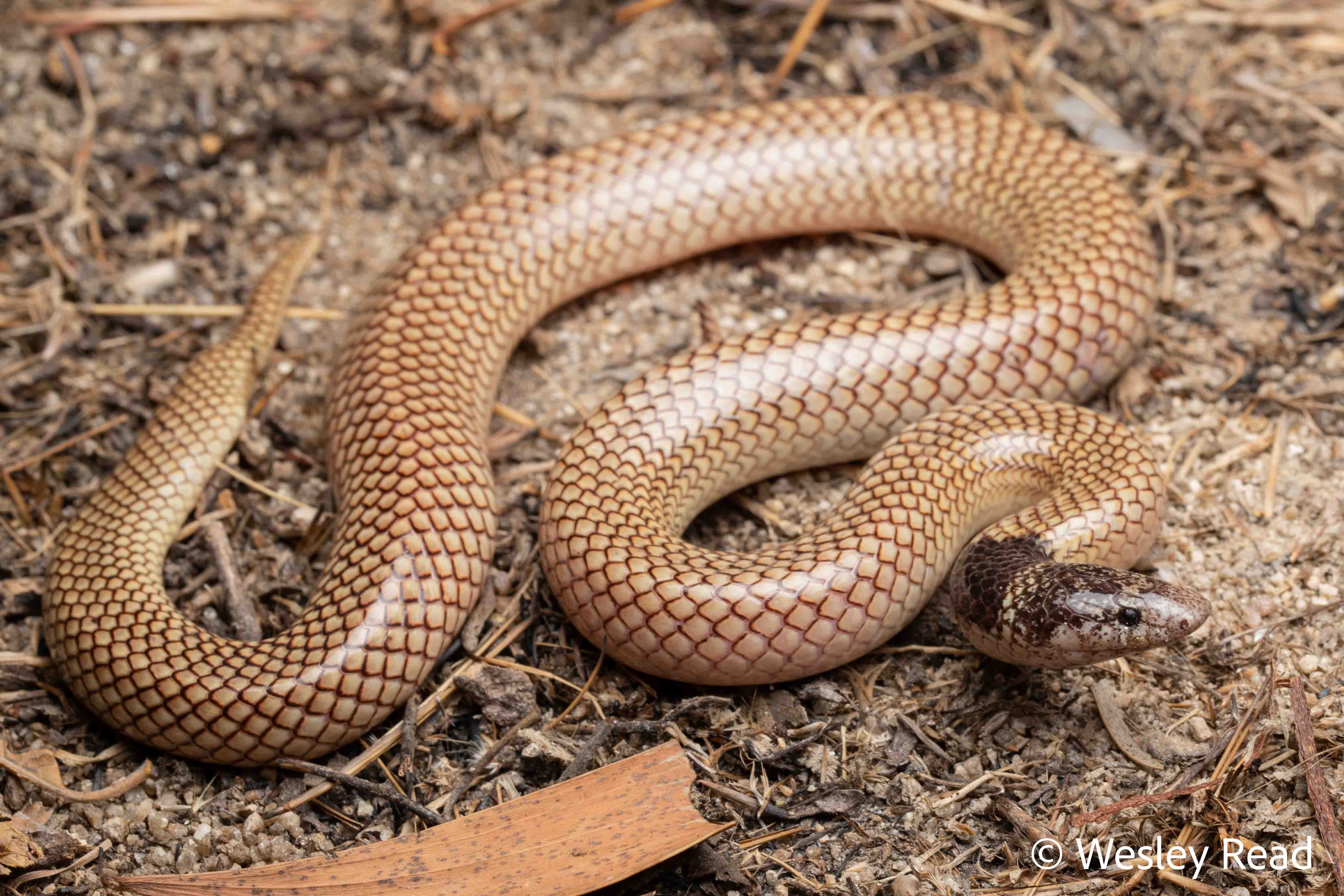 Antaioserpens albiceps