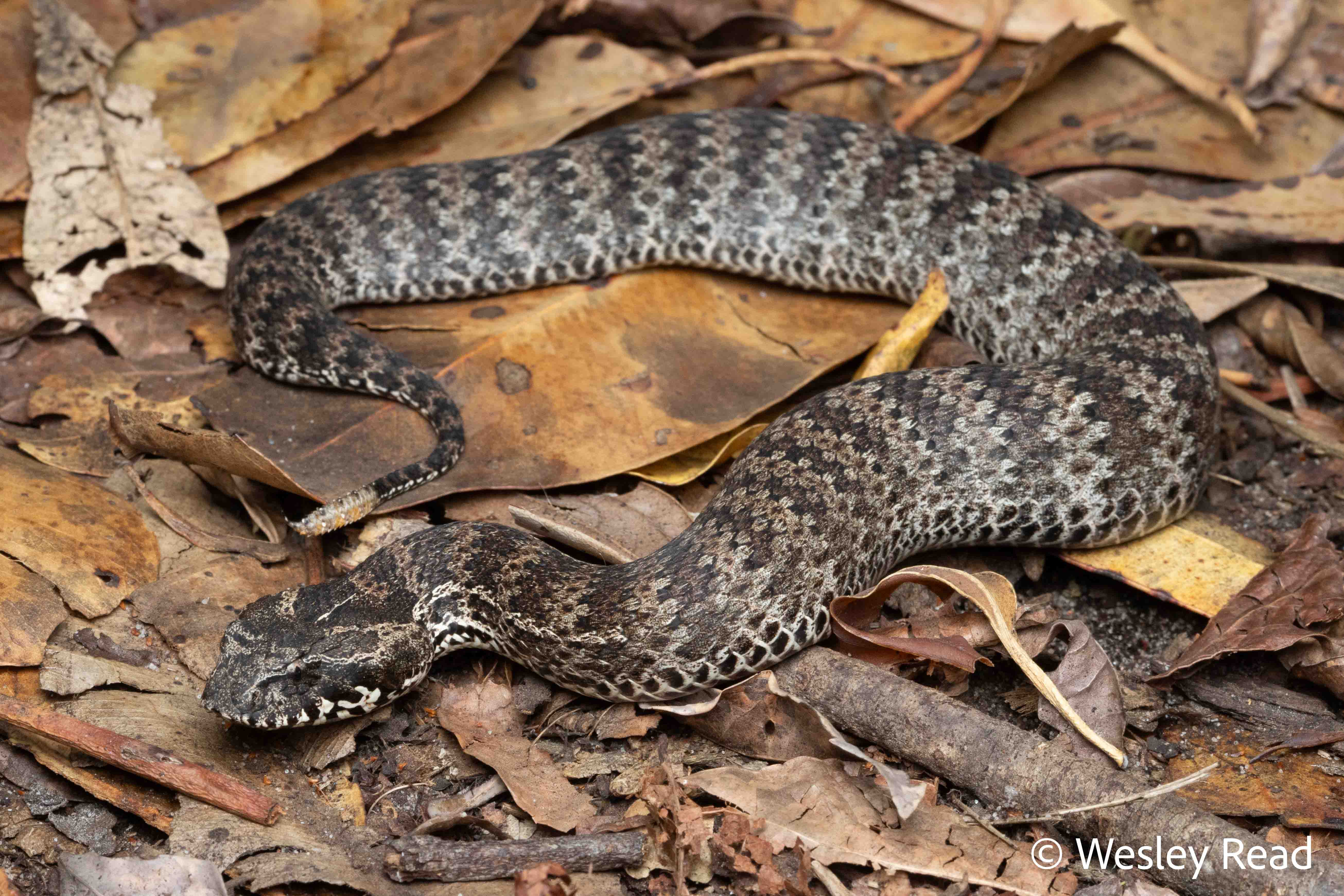 Acanthophis antarcticus