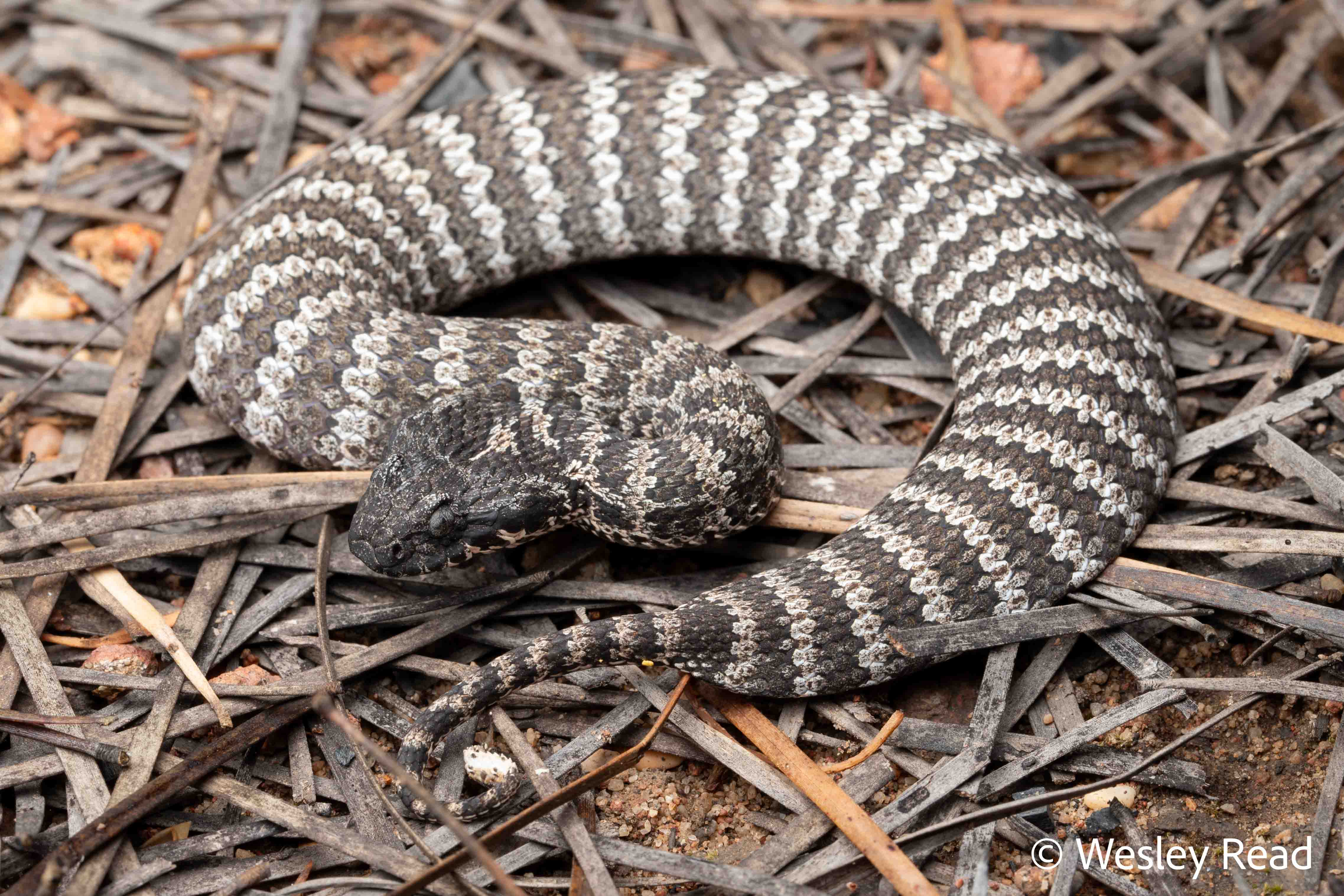 Acanthophis antarcticus