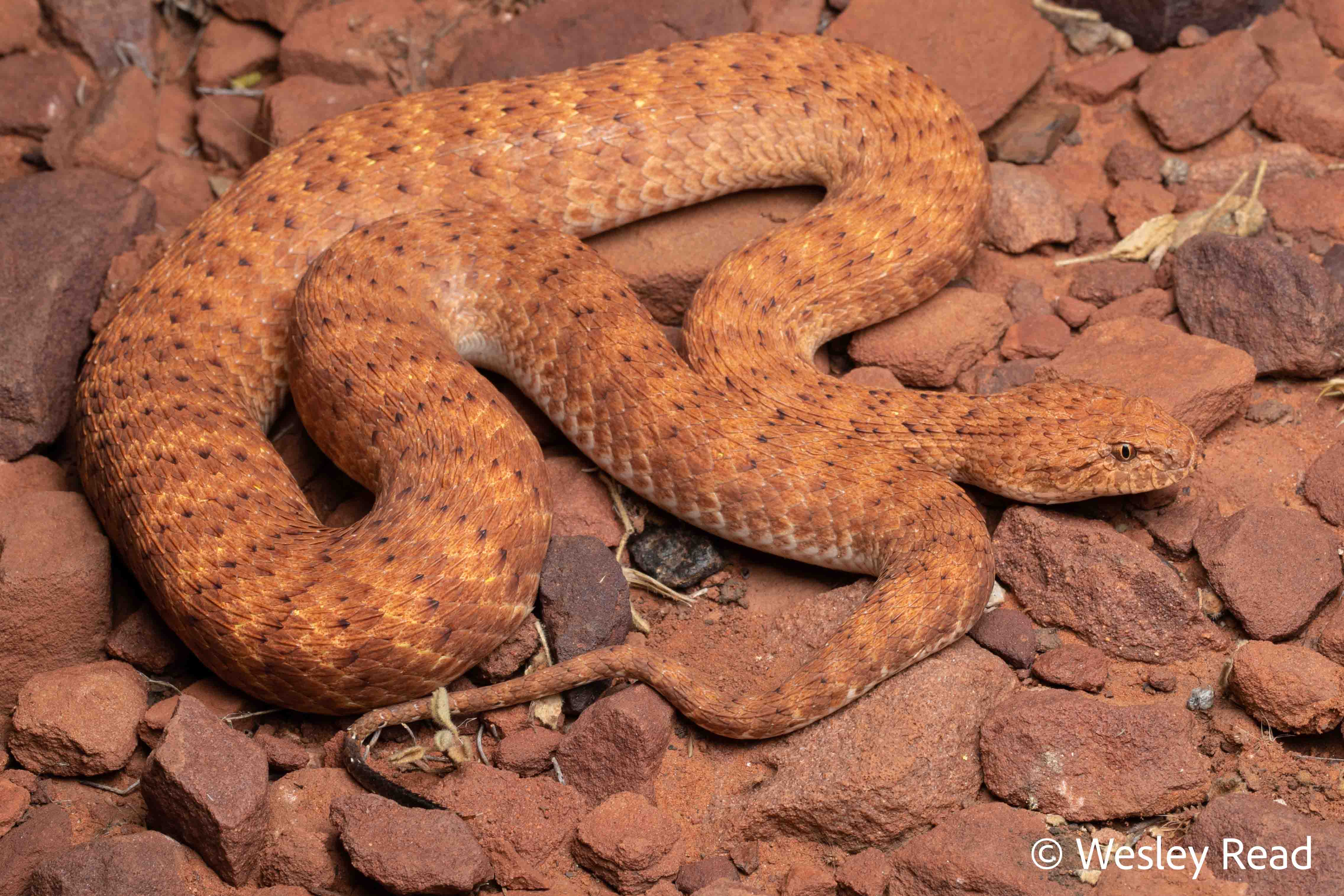 Acanthophis pyrrhus