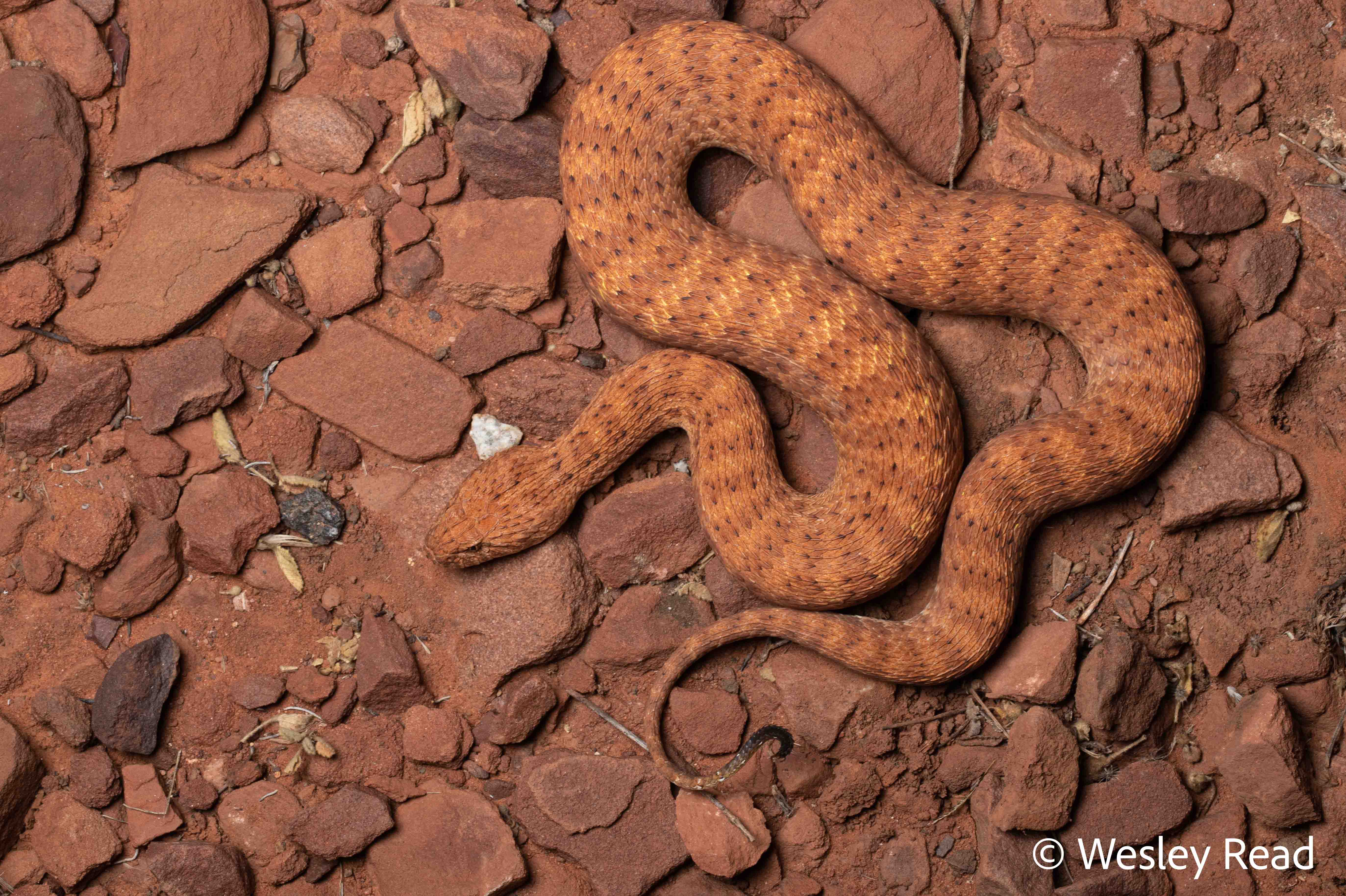 Acanthophis pyrrhus