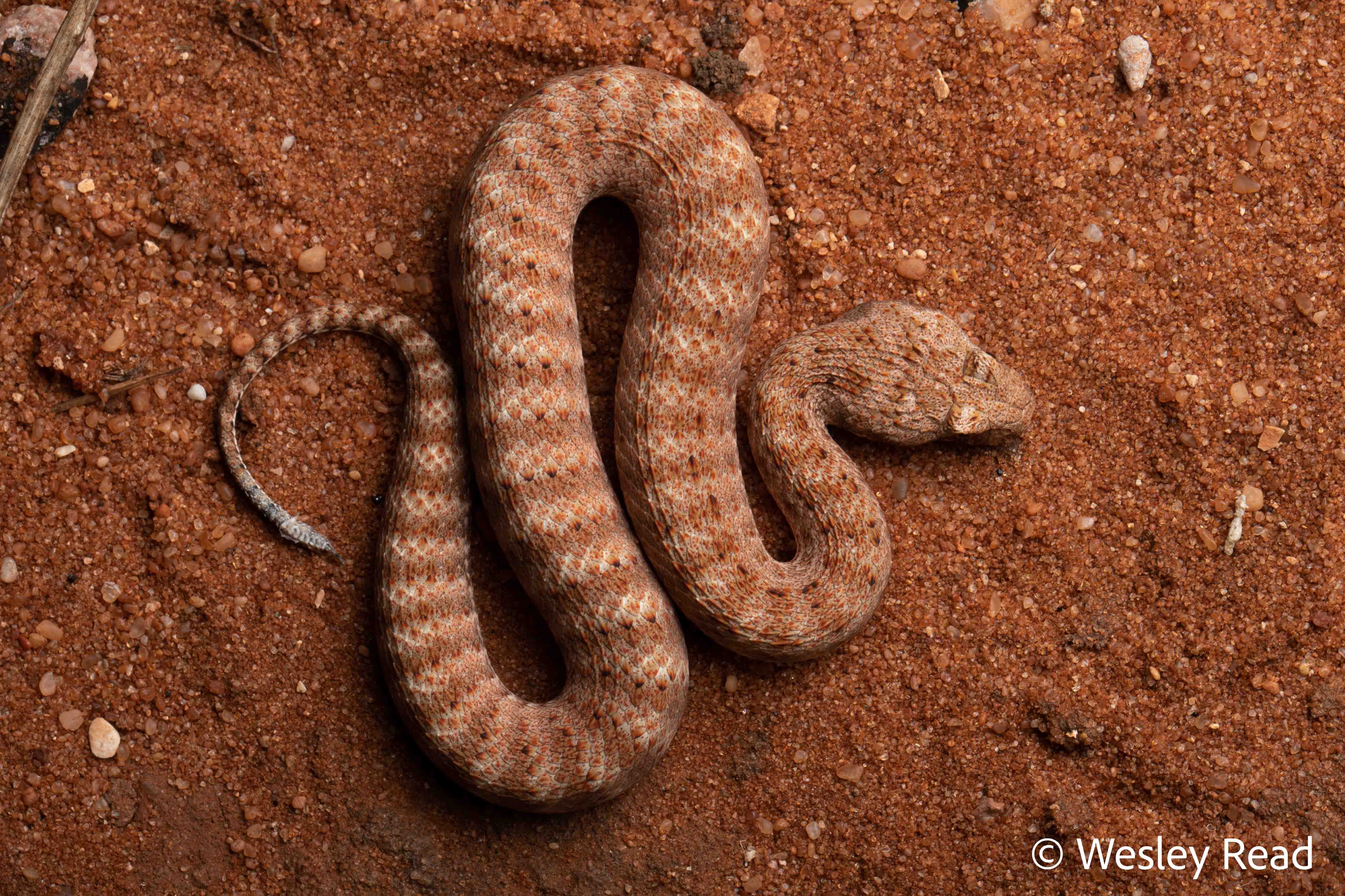 Acanthophis wellsi