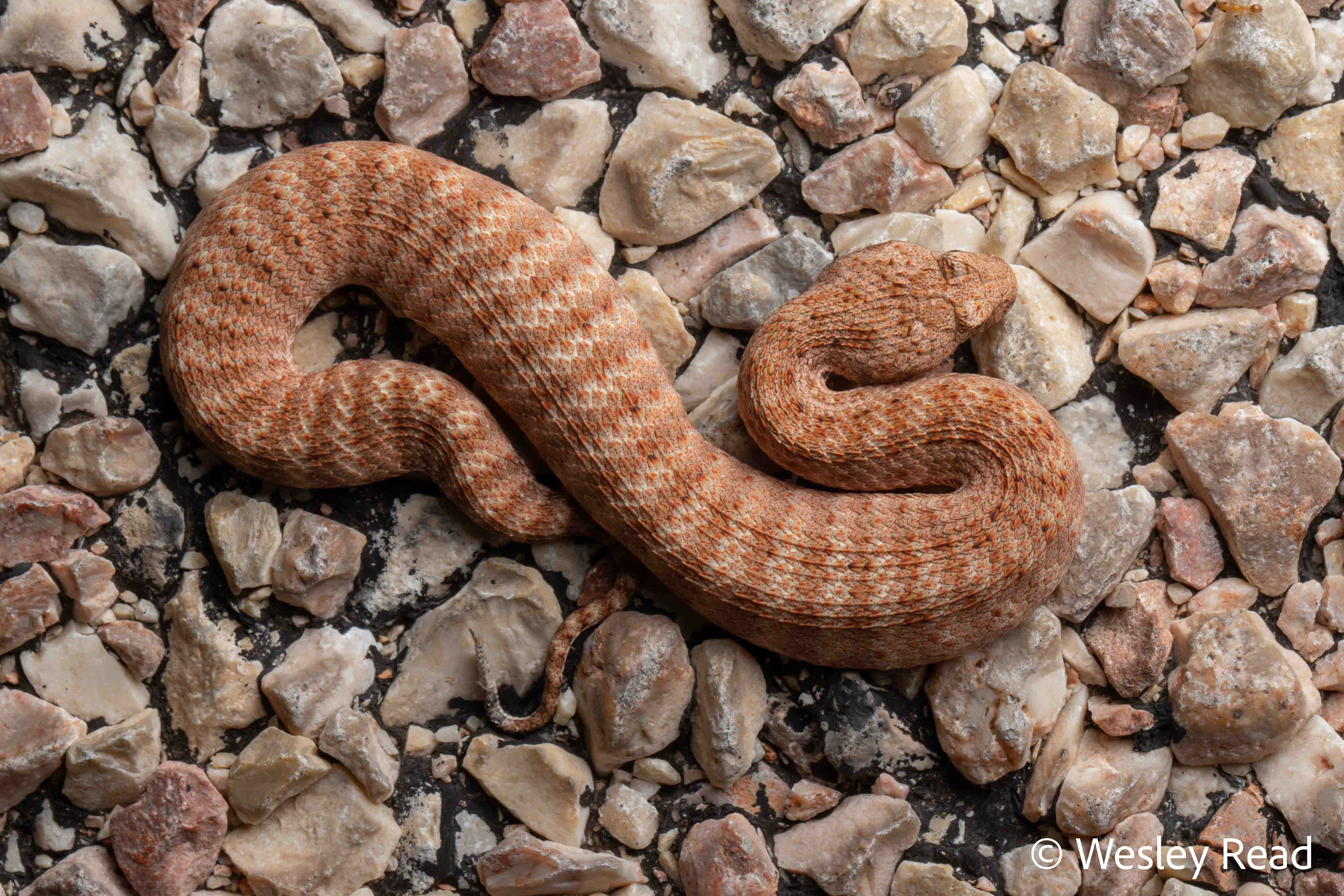 Acanthophis wellsi