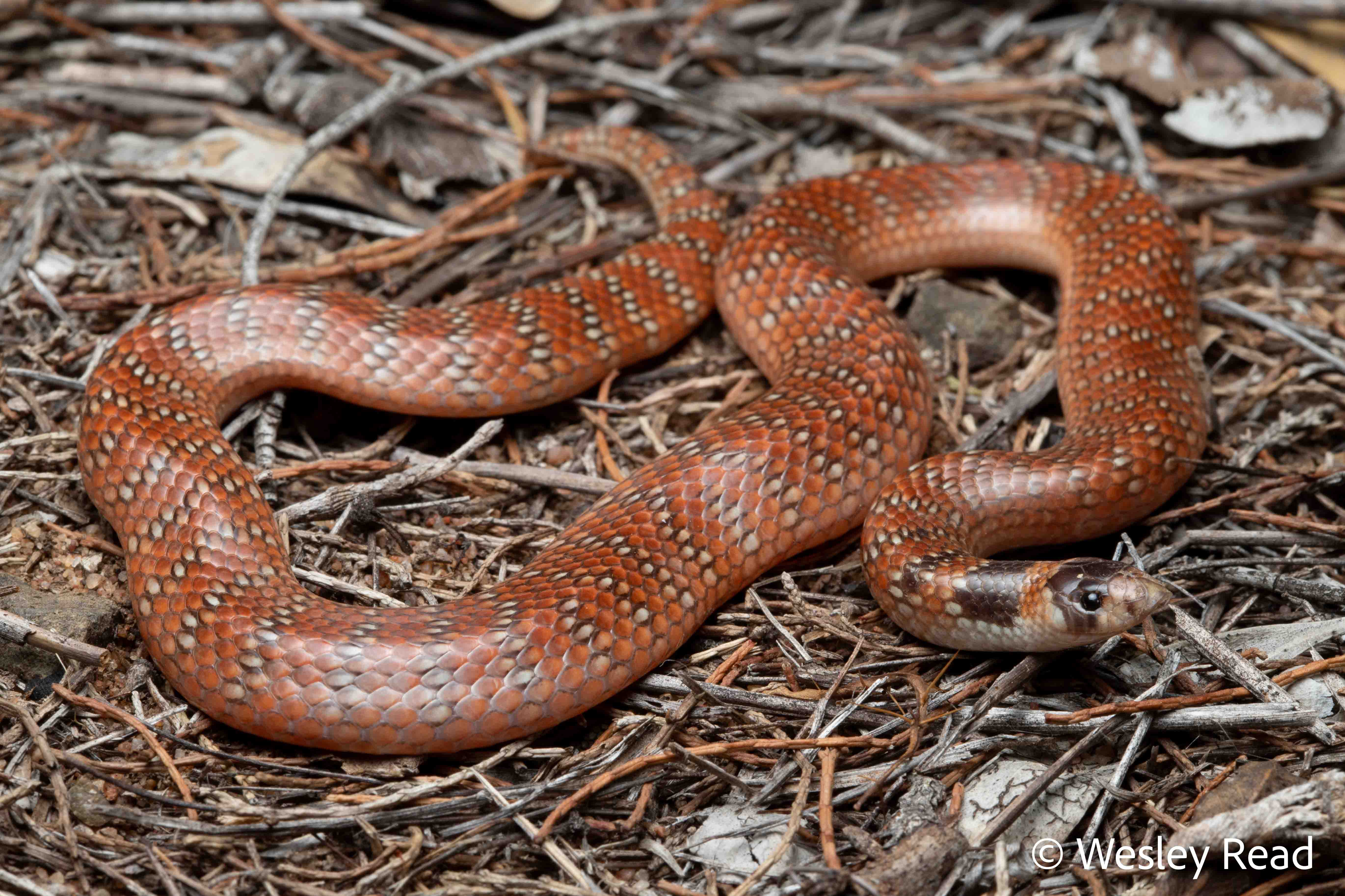 Brachyurophis australis