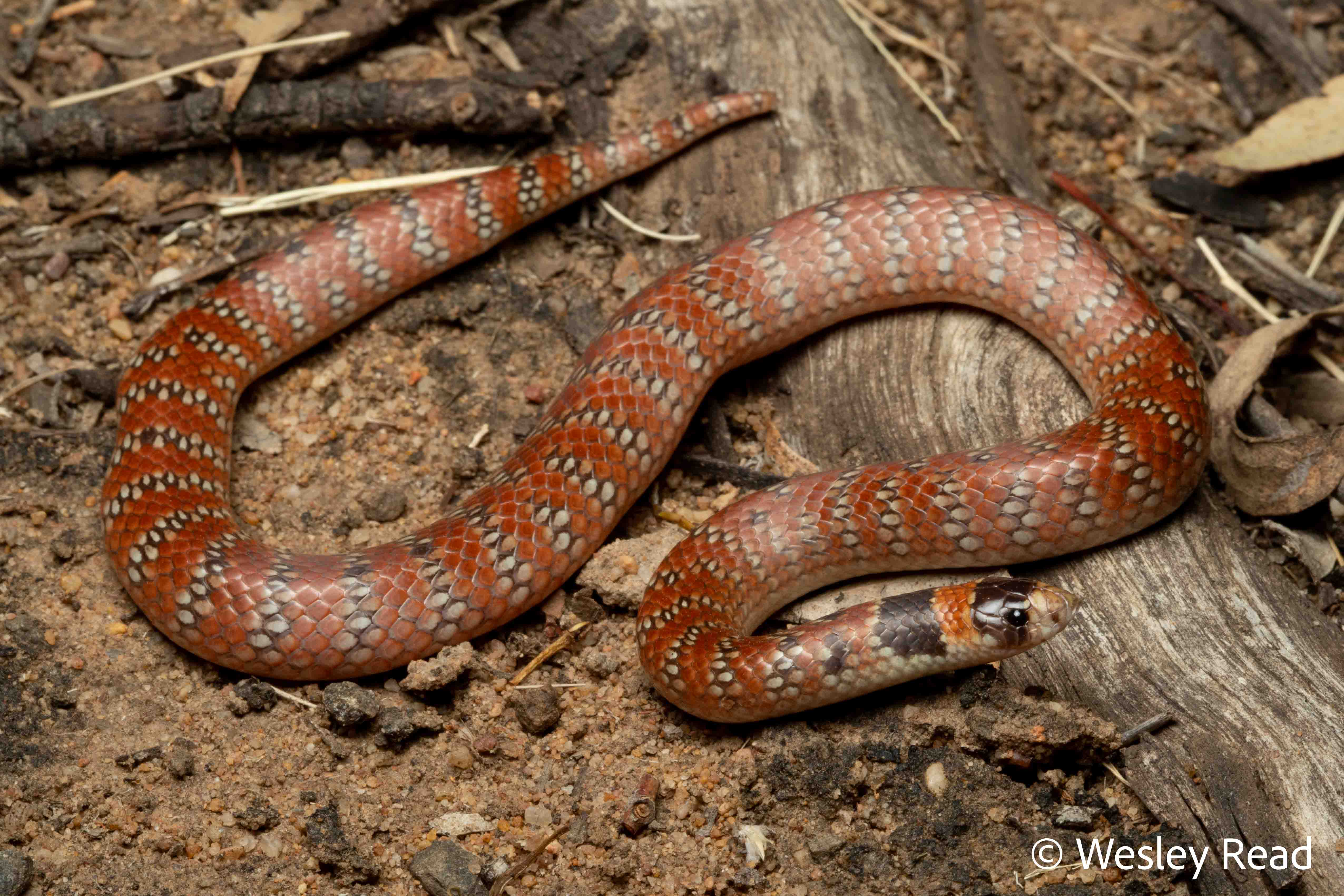 Brachyurophis australis