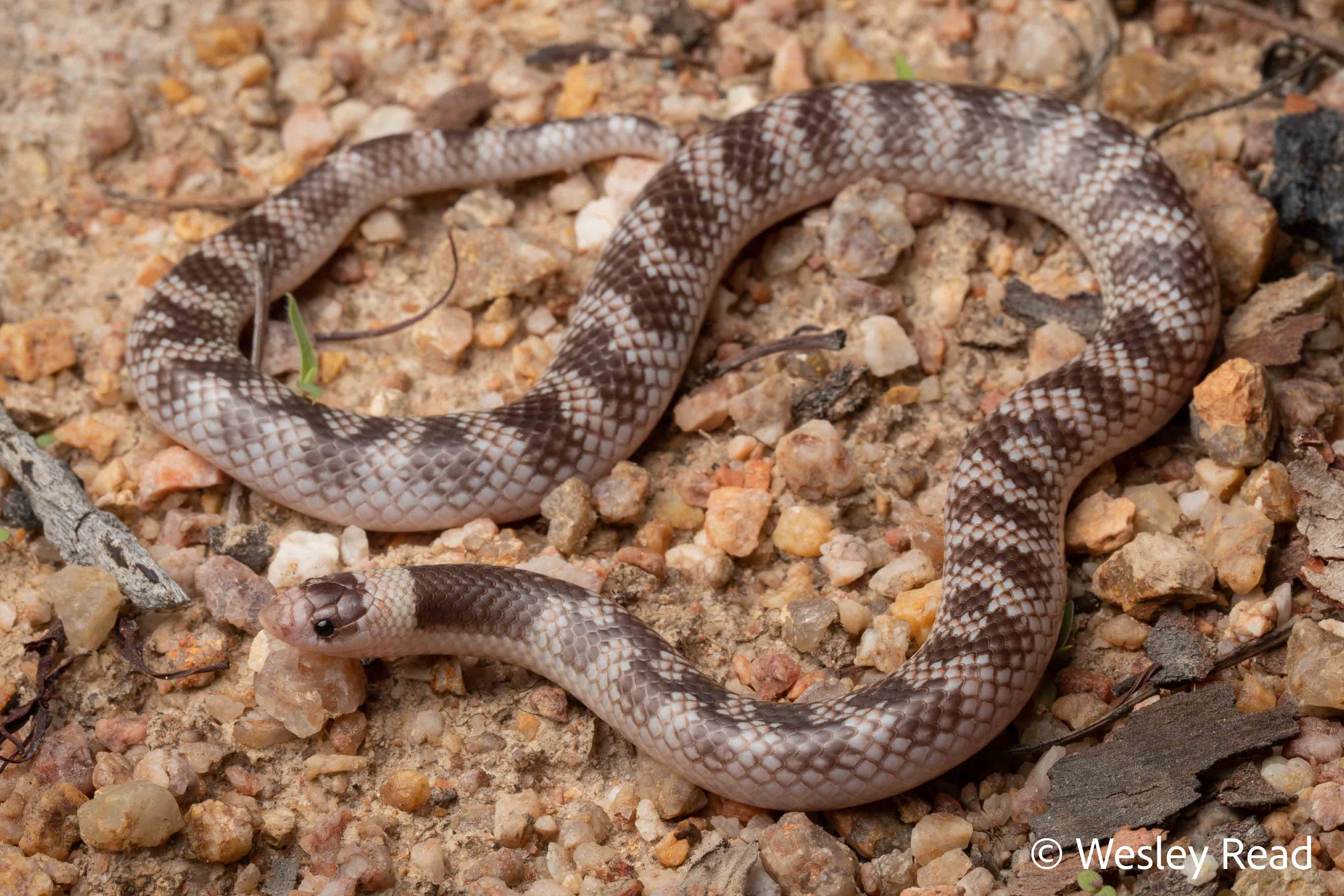 Brachyurophis campbelli
