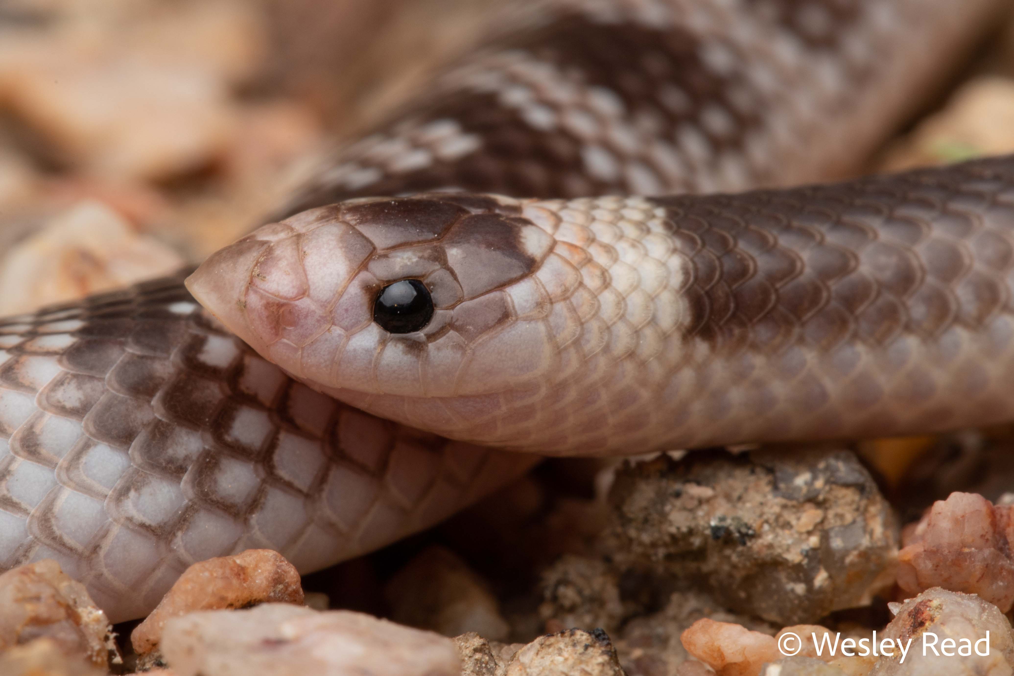 Brachyurophis campbelli