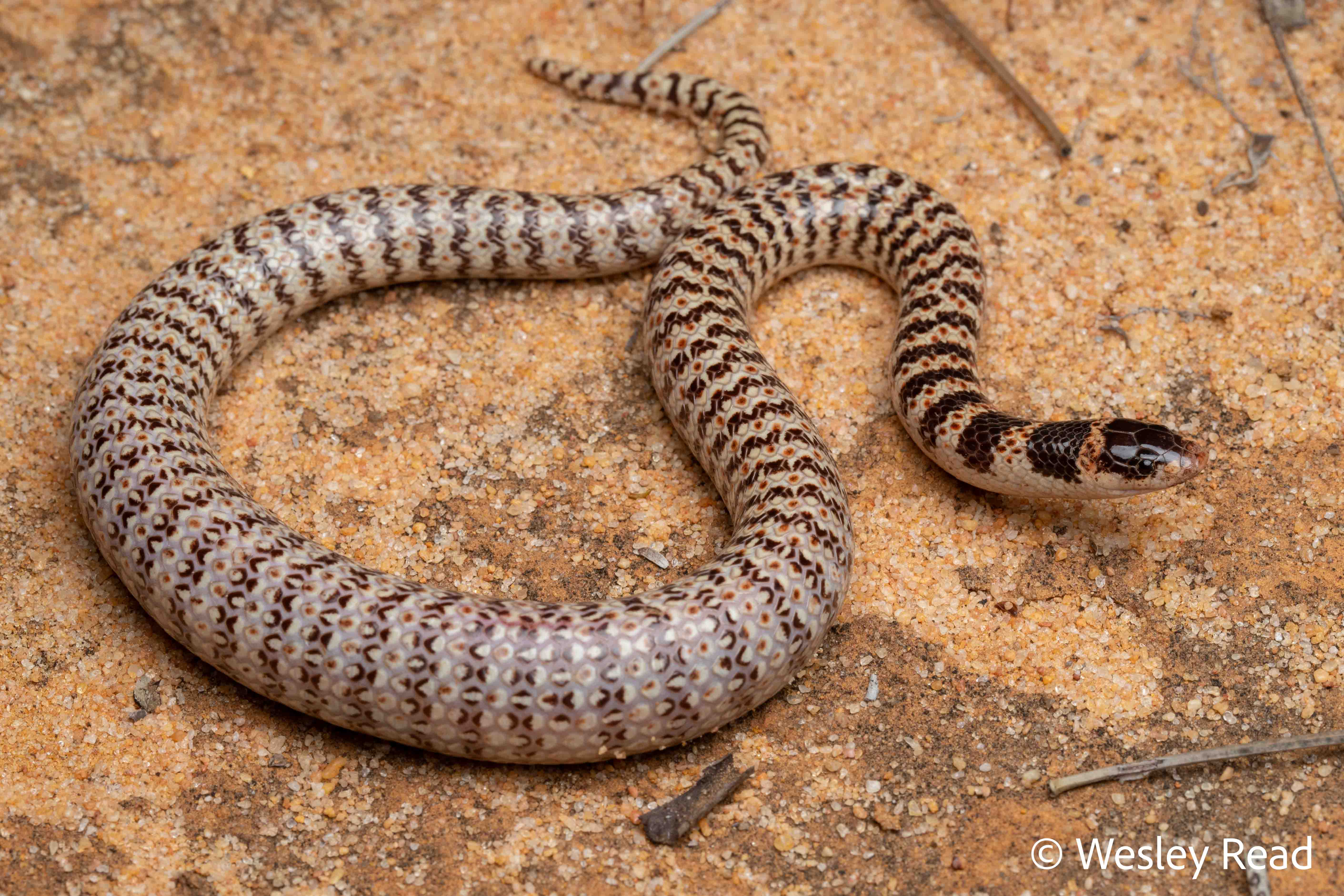 Brachyurophis fasciolatus