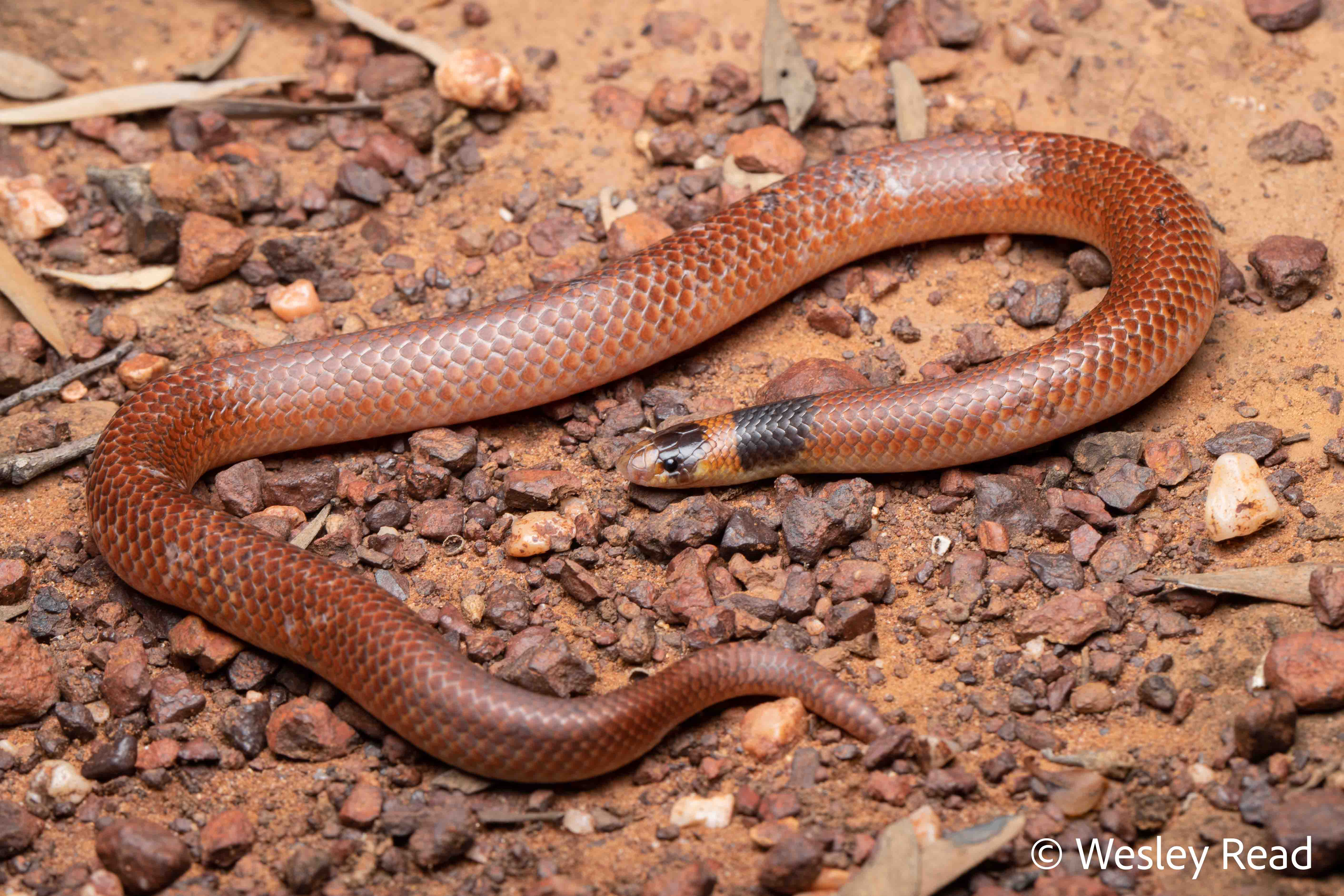 Brachyurophis incinctus