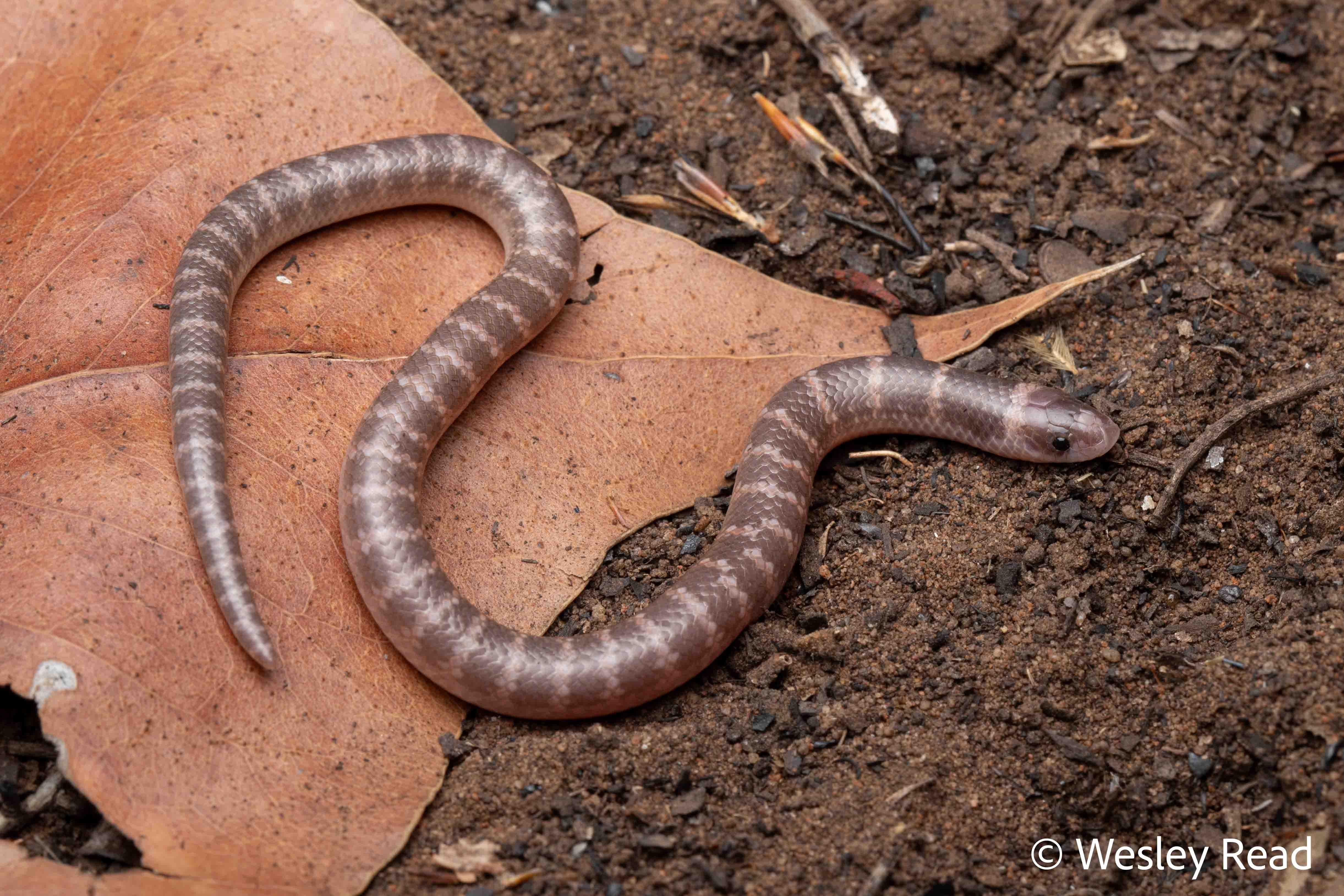 Brachyurophis roperi