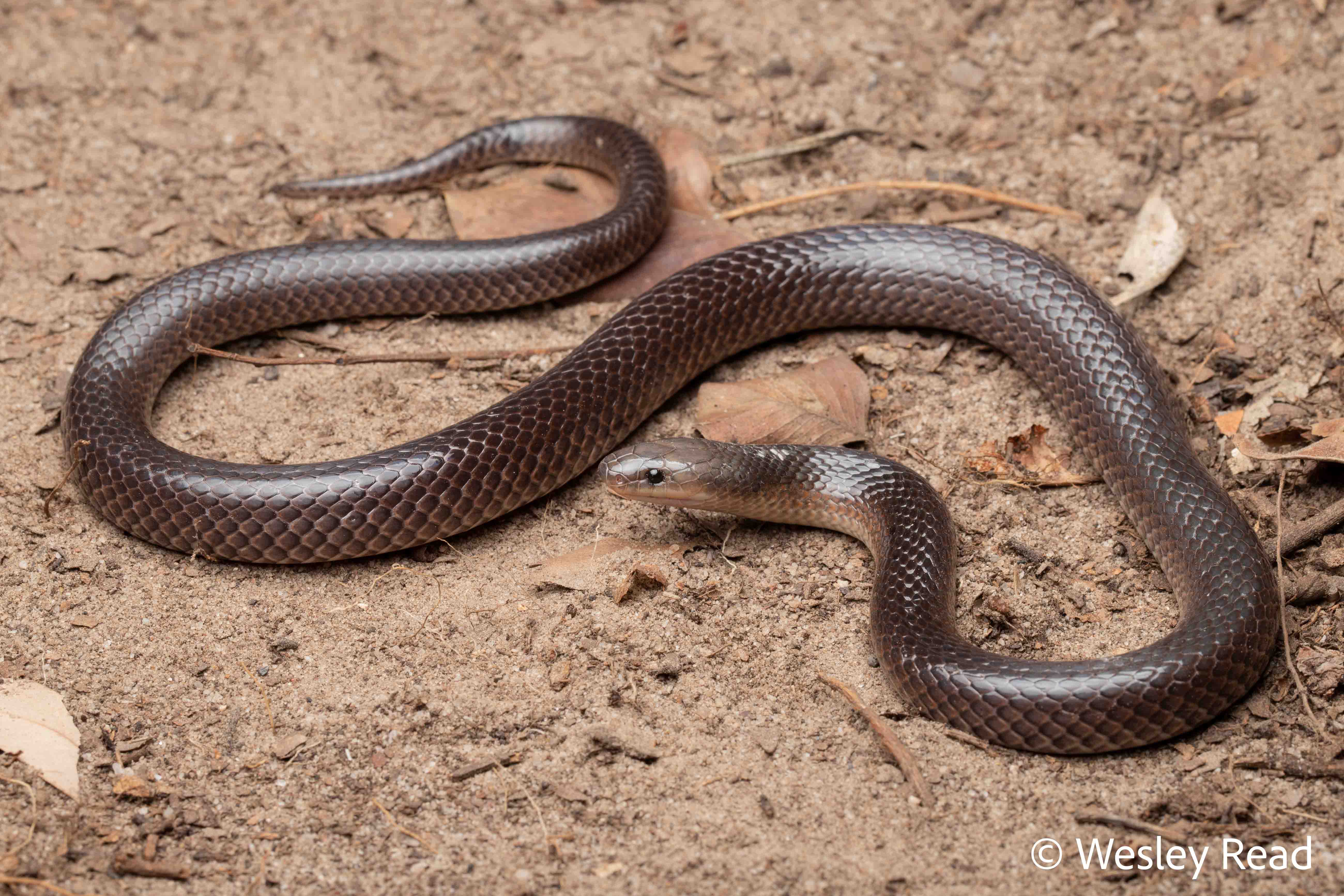 Cryptophis boschmai