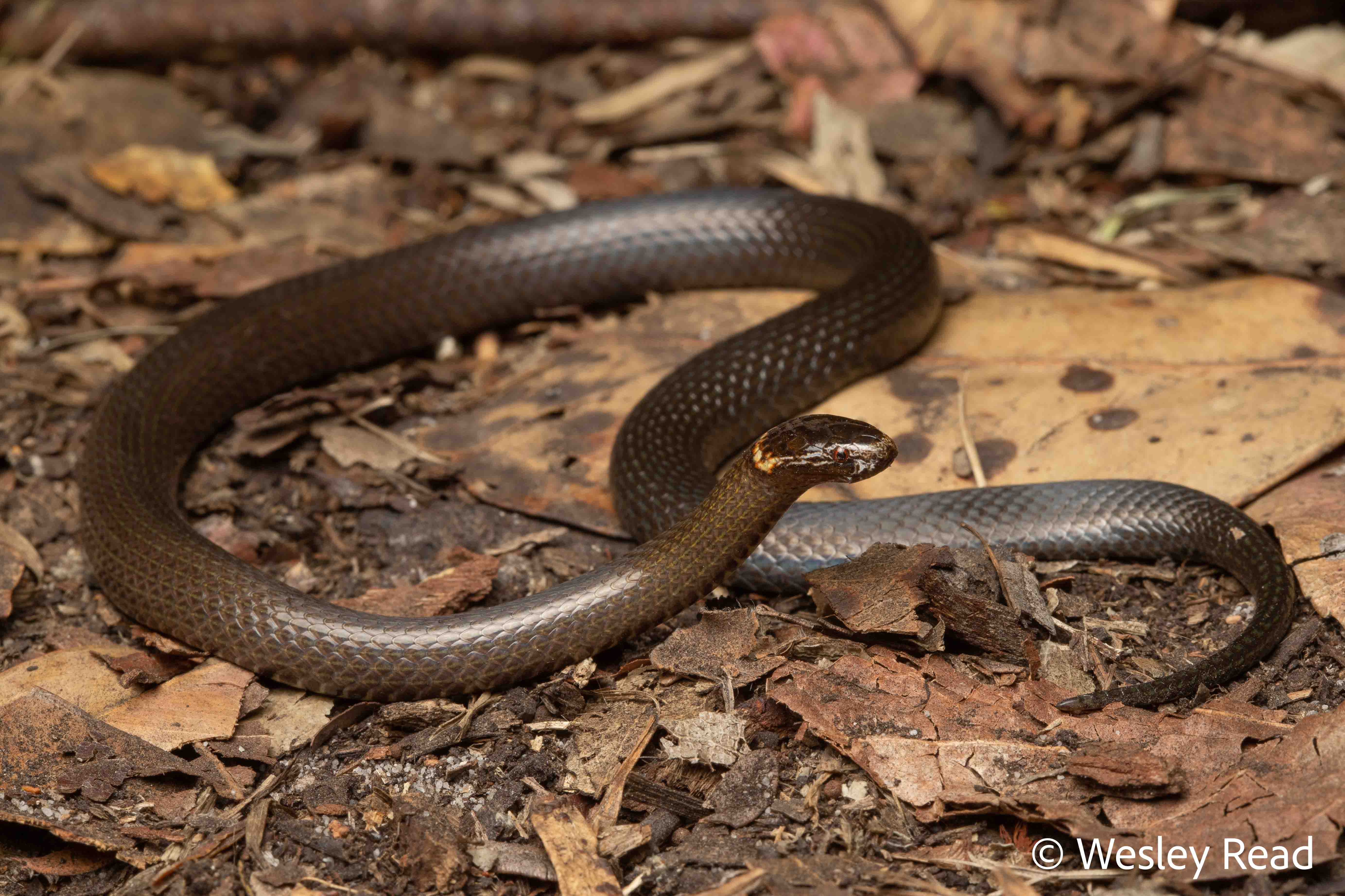 Cacophis krefftii