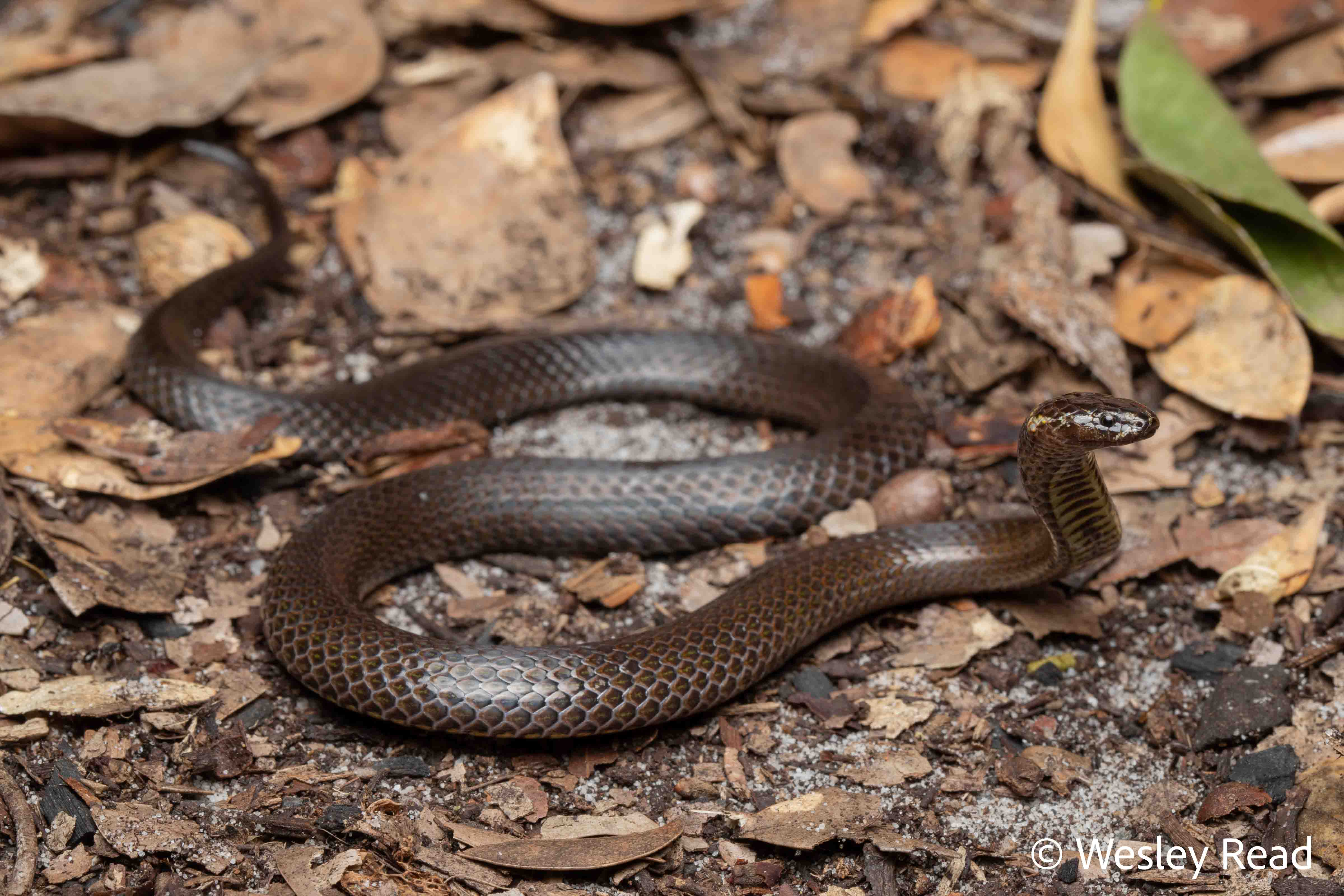 Cacophis krefftii