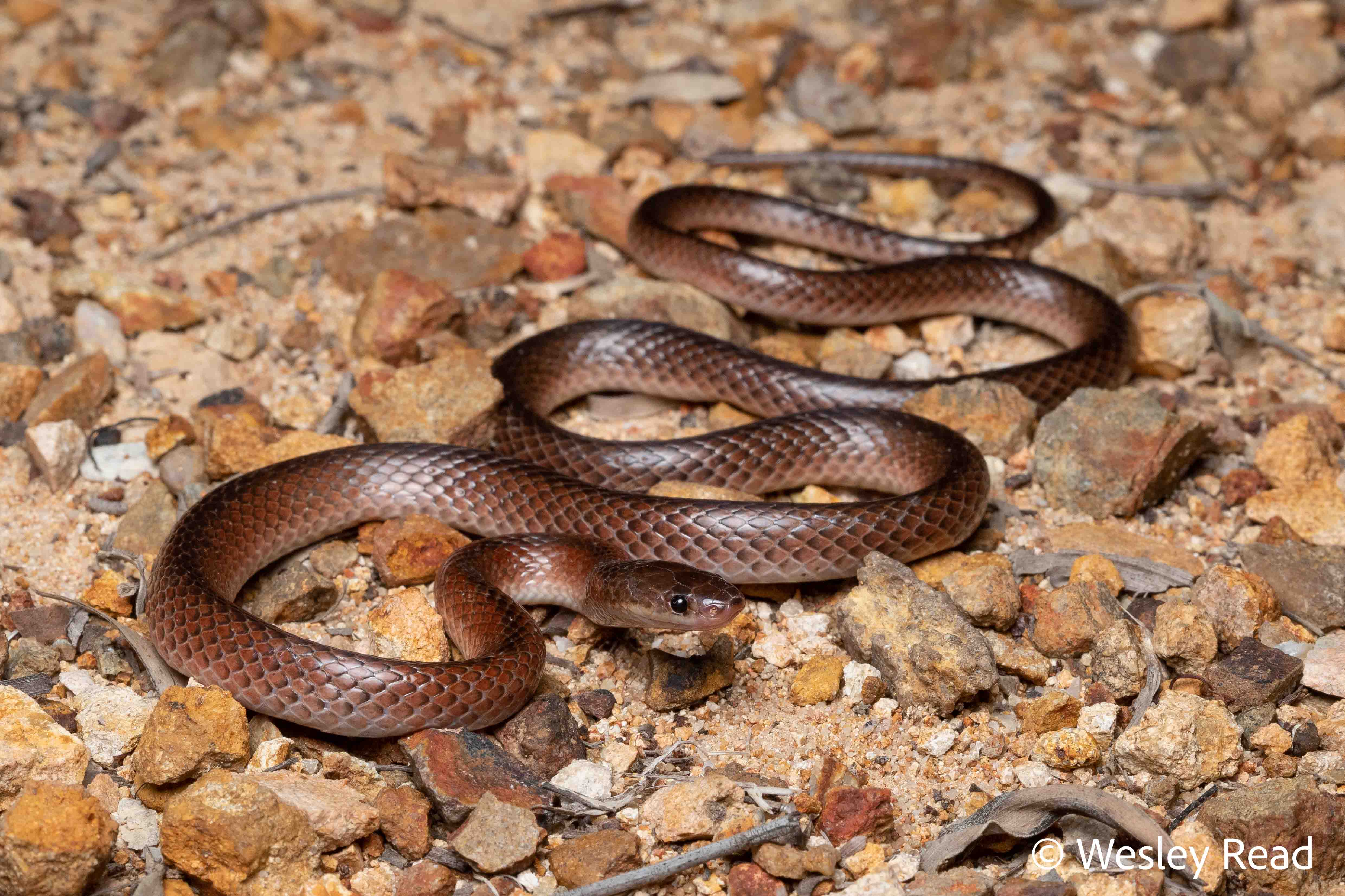 Cryptophis nigrostriatus