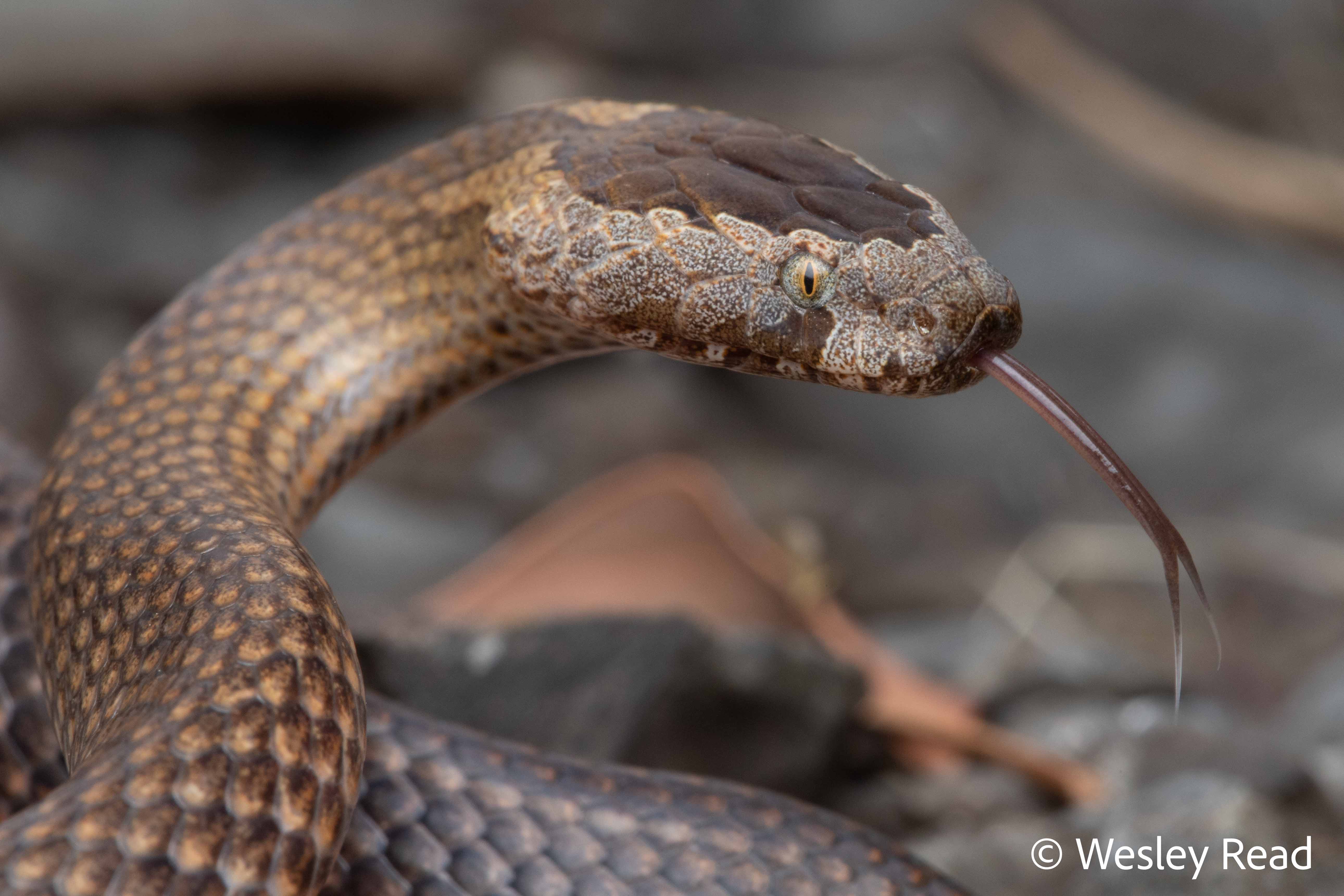 Cacophis squamulosus