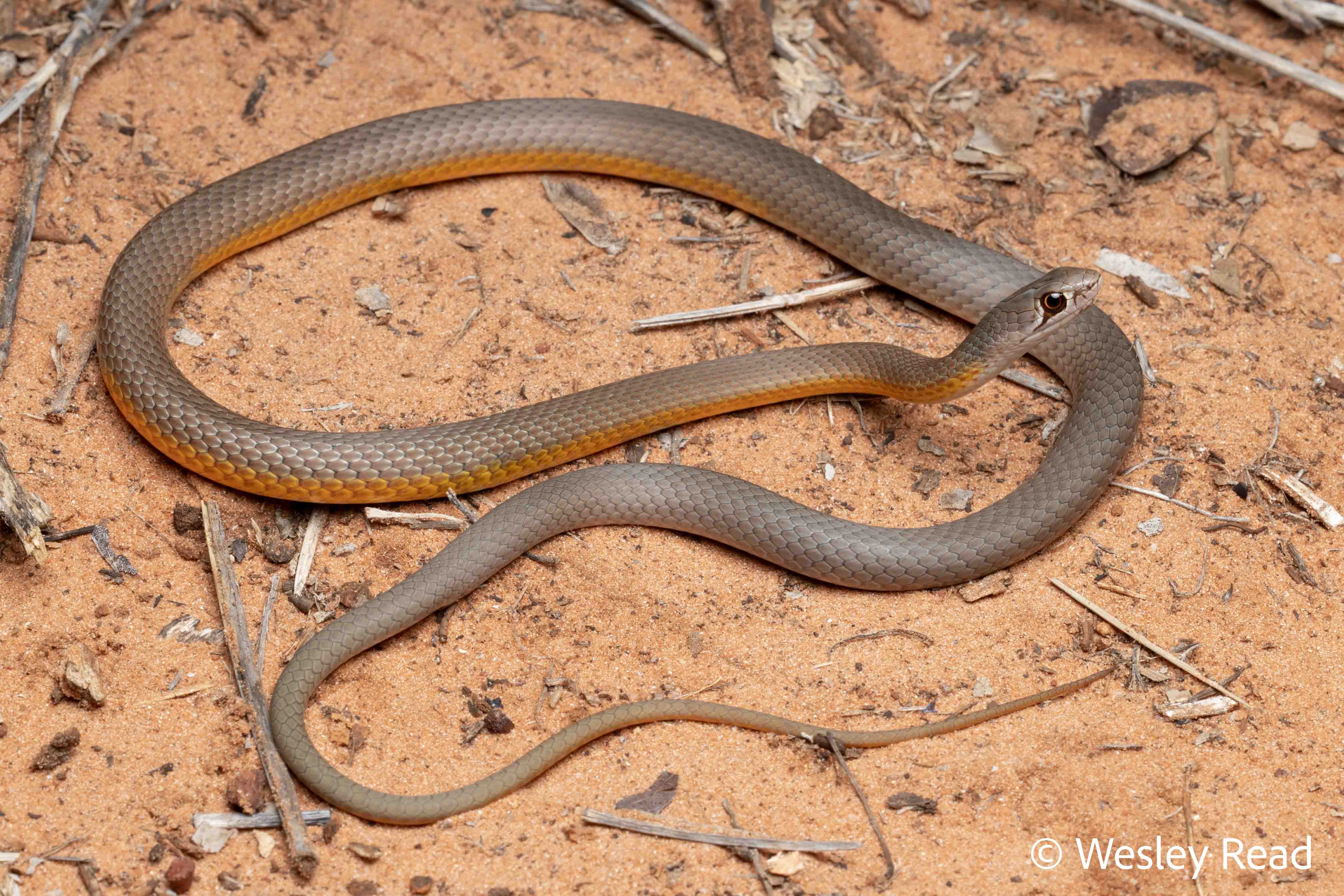 Demansia angusticeps