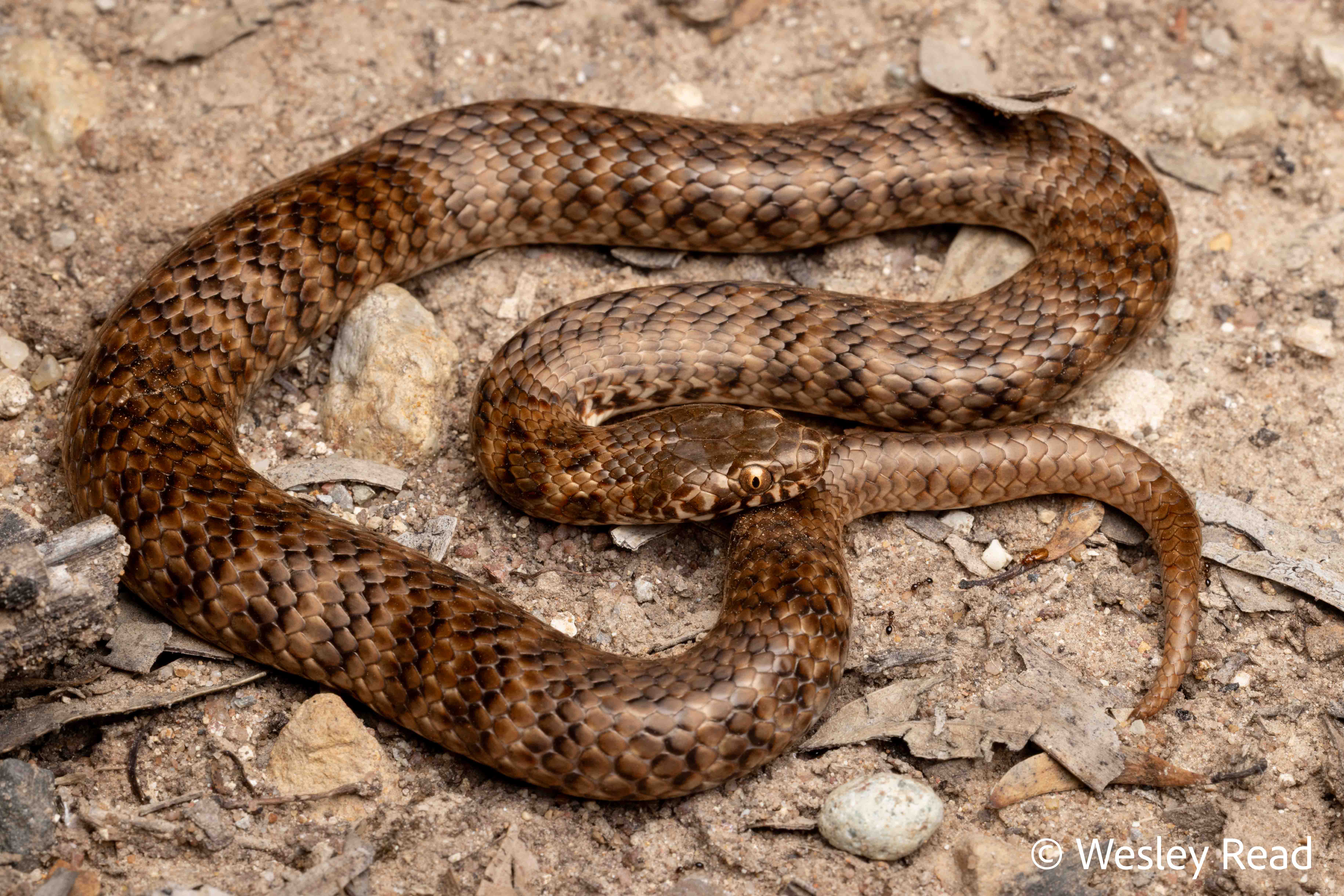Denisonia devisi